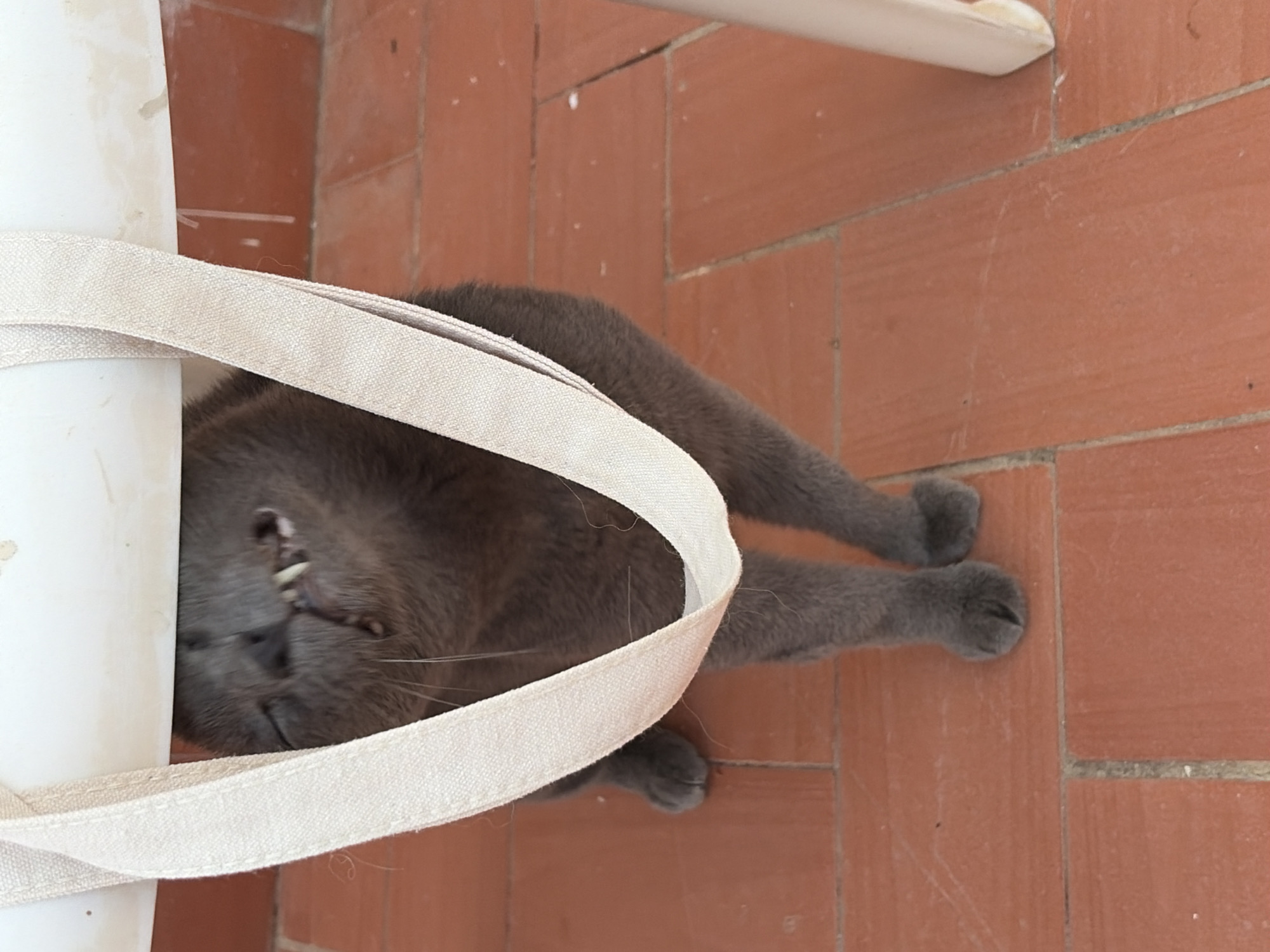 A gray cat is partially visible beneath a white chair, with a beige canvas strap hanging in front of it. The cat's mouth is open, revealing its teeth, and its eyes are closed. The cat is sitting on a terracotta tiled floor. The environment appears to be an outdoor patio or balcony, common in residential areas of Torrevieja, Spain. The lighting suggests it is daytime.