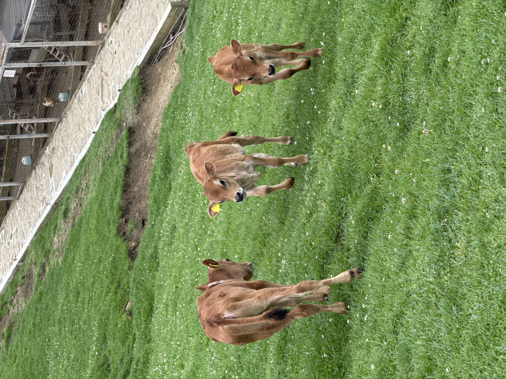 The image depicts three brown calves in a grassy area, likely a field or pasture. Each calf has a yellow ear tag. The grass is green with small white flowers scattered throughout. In the upper left corner, there is a wire mesh enclosure, appearing to be a poultry or livestock pen. The enclosure has concrete or stone sides. There is no indication of this location being in the city of Progress, Russia.