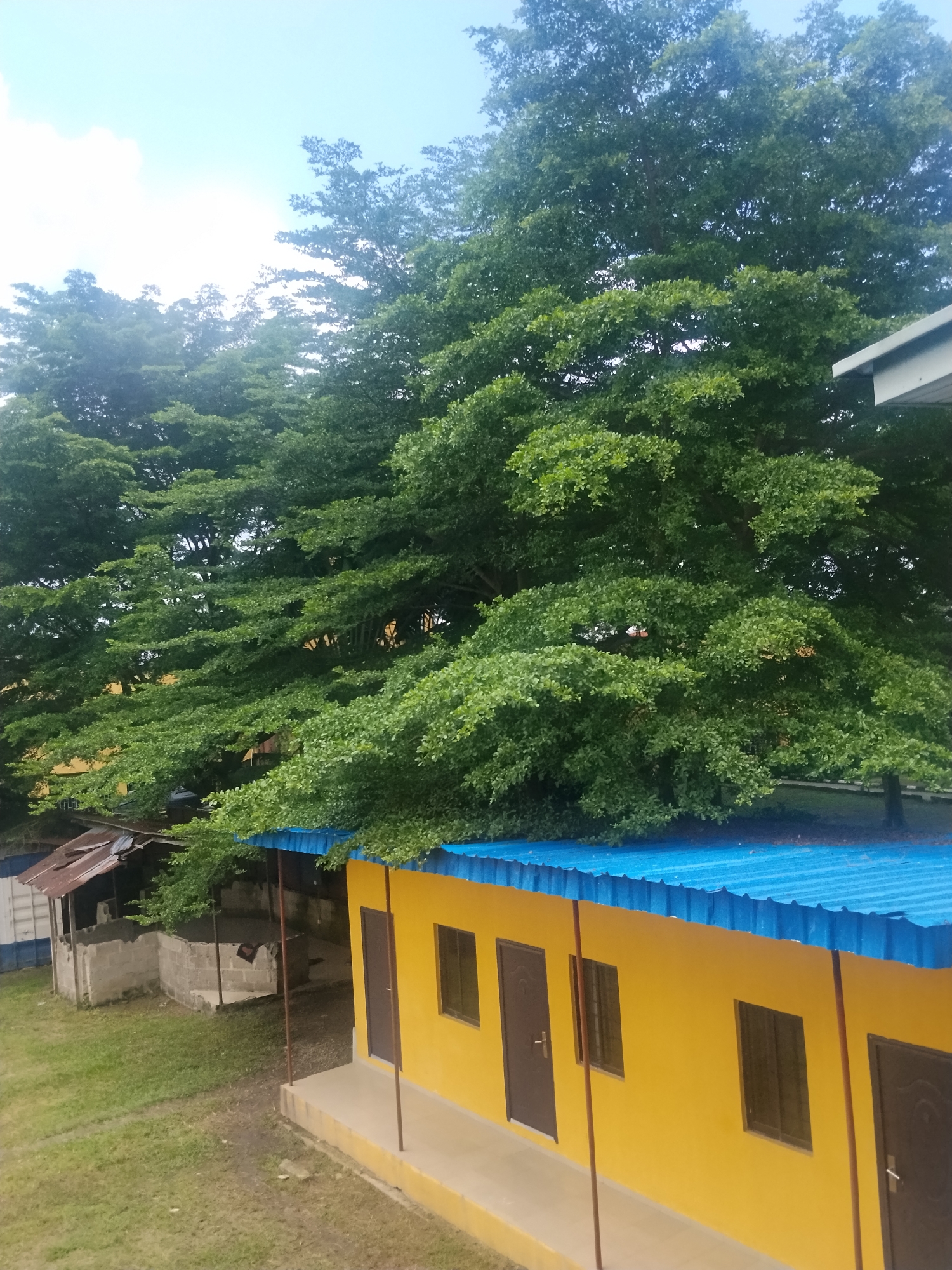A view from an elevated position looks out over a bright yellow building with a blue corrugated metal roof. The building has several dark brown doors and windows. To the left of the yellow building are some smaller structures with rusted metal roofs and concrete walls. The structures are surrounded by green grass and a large, leafy tree with a dense canopy overshadows the scene. The sky is a pale blue with some white clouds. The image appears to be taken during the daytime. The scene depicts an outdoor environment, possibly a school or a small commercial area, with the dense foliage of a large tree providing shade. The setting could be in a tropical or subtropical region, given the lushness of the vegetation. Based on the context of the city of Lagos, Nigeria, this scene likely represents a residential or community area.