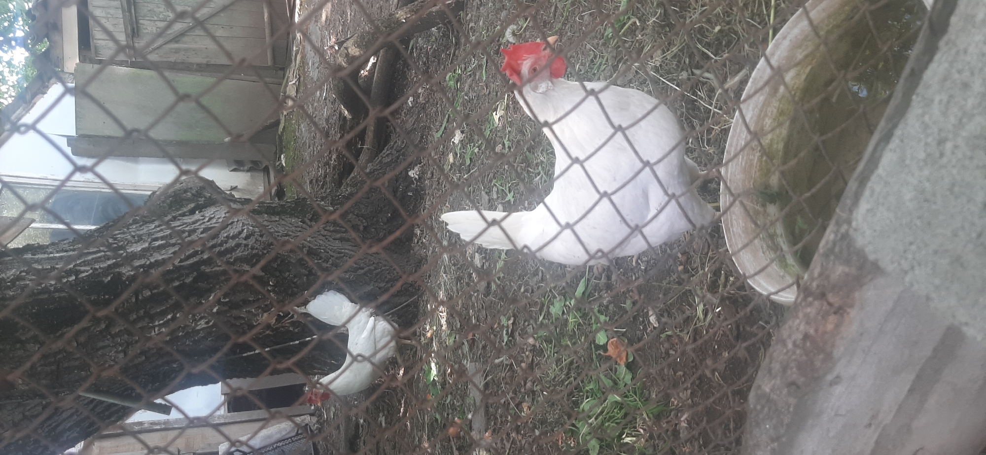 In Yessentukskaya, Russia, an outdoor scene is captured, likely a backyard or farmyard, with two white chickens visible behind a chain-link fence. One chicken, closer to the foreground, is standing and facing left, displaying its white plumage and red comb. The other chicken is further back, also white, and appears to be looking towards the left. The environment consists of dry ground covered with leaves and some sparse green vegetation. A large tree with rough bark is prominent in the background, with its roots exposed. Behind the tree, parts of a wooden structure, possibly a shed or fence, and a window can be observed. In the immediate foreground, a portion of a concrete structure and a shallow, water-filled basin are present, also partially obscured by the fence. The lighting suggests it is daytime.