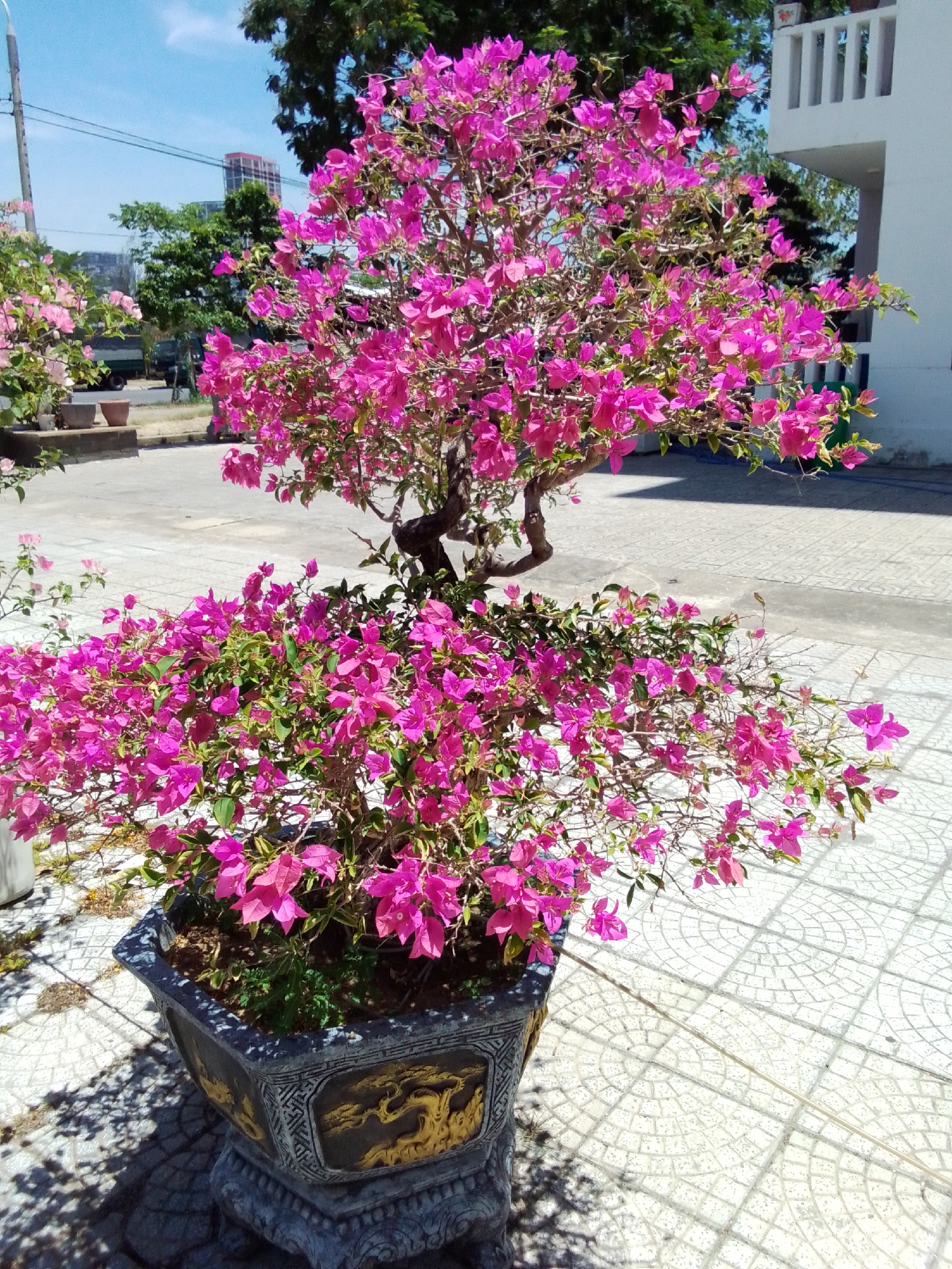 An outdoor scene in Da Nang, Vietnam, features two vibrant pink bougainvillea plants, one larger and more established in the foreground, the other smaller and more in the background. The foreground bougainvillea is potted in a large, ornate, dark gray planter with gold accents, resting on a textured, light-colored tiled surface. The background bougainvillea is also in a planter, though less prominently displayed. Behind the plants, a white building with a balcony and railing is visible, along with lush green trees and a clear blue sky with some wispy clouds. The tiled ground is illuminated by bright sunlight, casting distinct shadows. The overall impression is one of a well-maintained, possibly residential or commercial outdoor space.