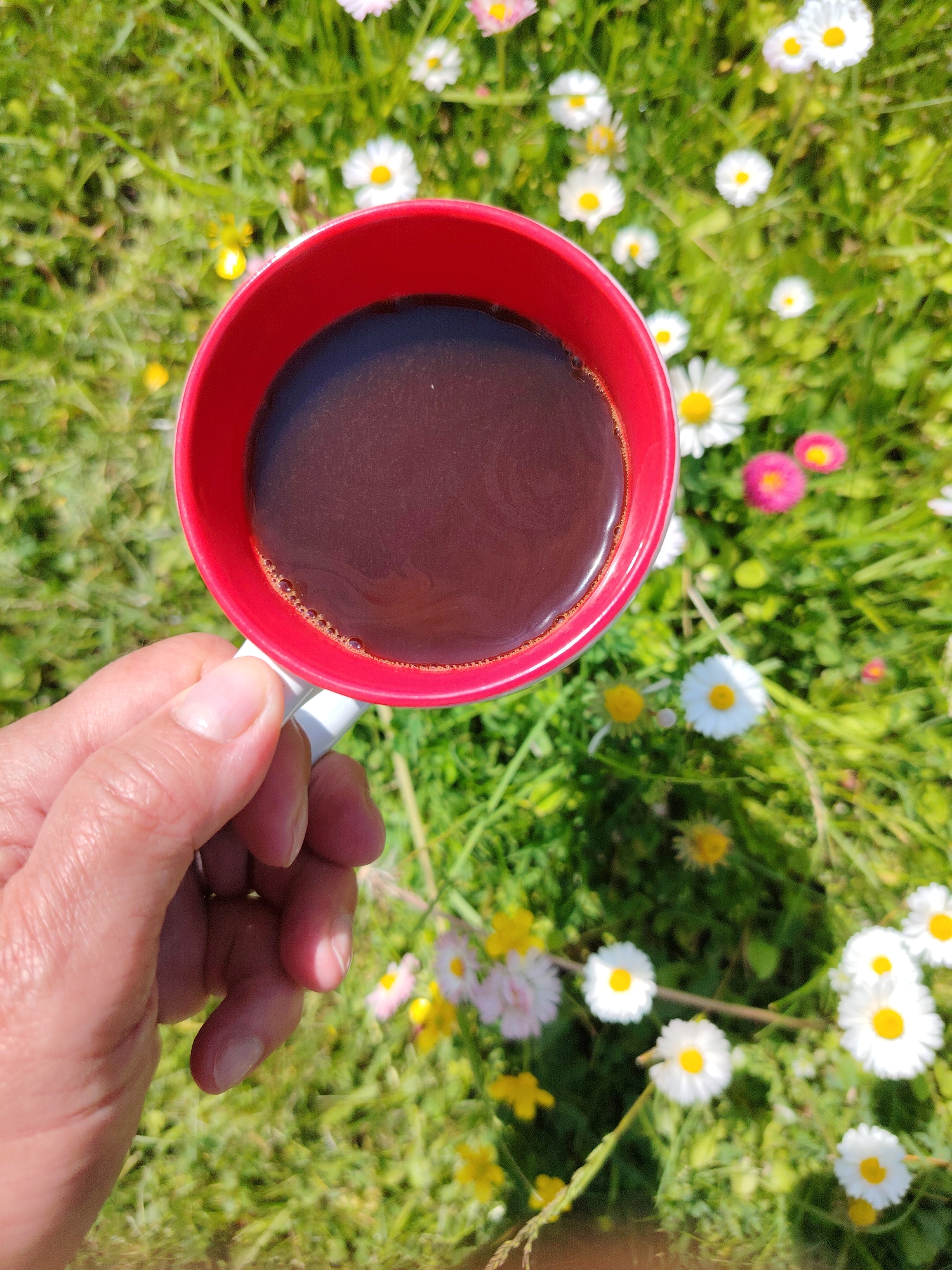 A person's hand holds a red mug filled with dark liquid, likely coffee, against a backdrop of green grass and a scattering of small white and pink flowers, resembling daisies. The mug is positioned in the upper center of the frame, with the hand holding the white handle on the left side. The background is slightly blurred, emphasizing the mug and hand. The scene appears to be outdoors in a natural setting, possibly a park or garden, under daylight conditions. The location is stated to be Vladimirovka, Russia.