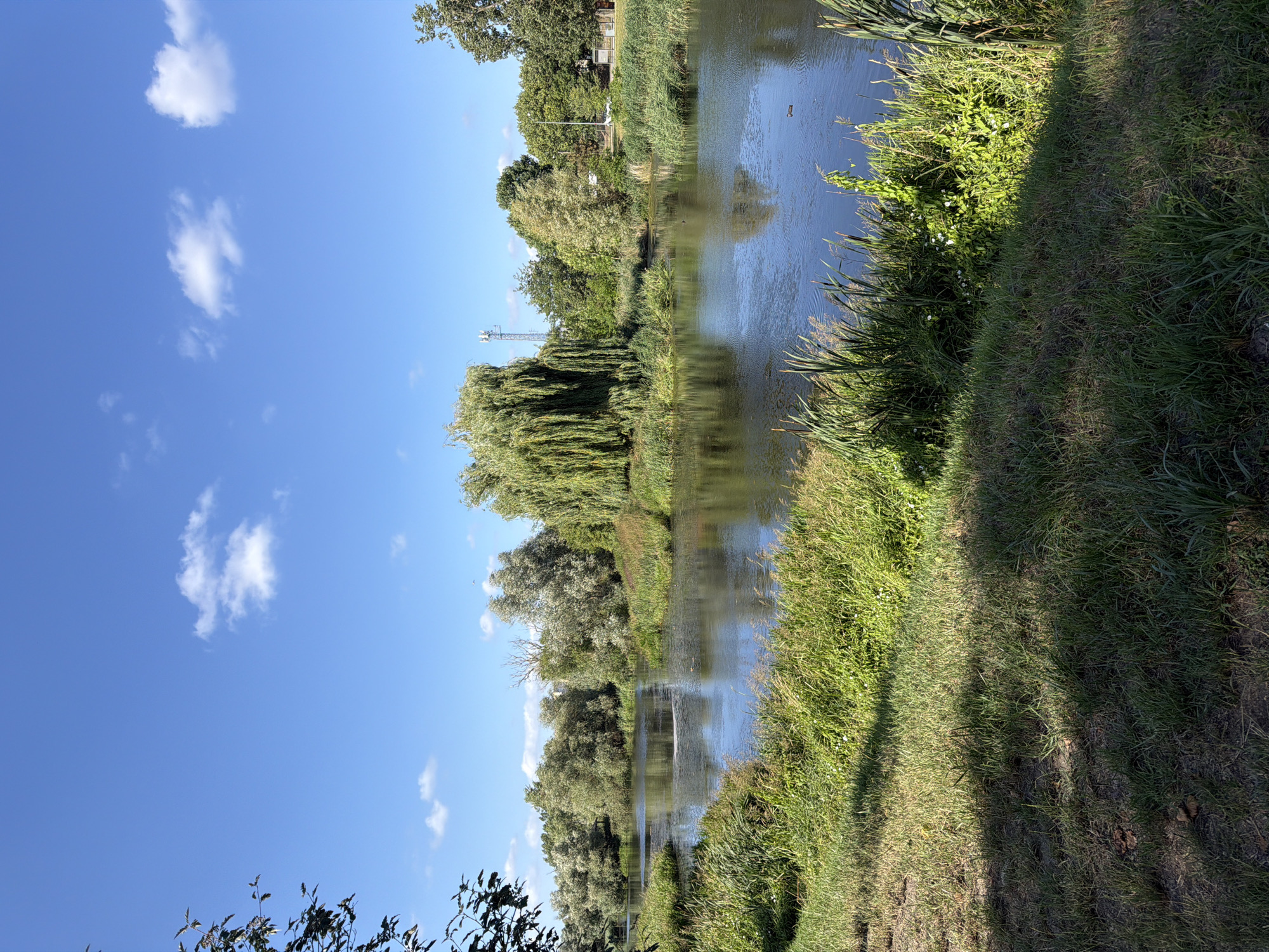 This is a photograph of the Oder River in Szczecin, Poland, on a clear, sunny day. The river is calm and reflects the blue sky with scattered white clouds. Lush green vegetation lines the banks of the river, with tall reeds and grasses growing thickly. A large weeping willow tree dominates the central part of the scene, its branches hanging down towards the water. Behind the trees, a cell tower is visible in the distance. There are no people or animals visible in the frame, but two ducks are swimming in the river. The foreground shows a grassy embankment in shadow.