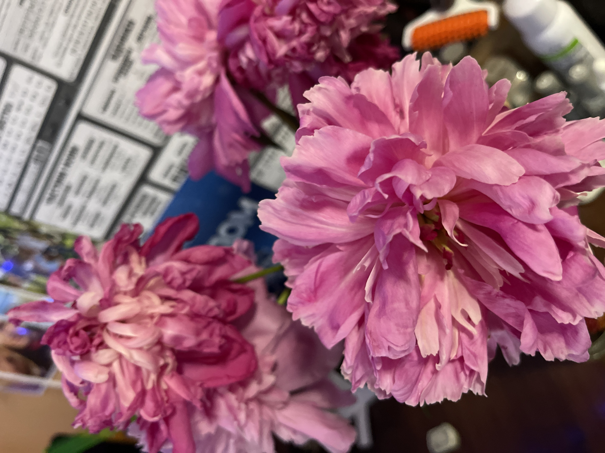Three vibrant pink peonies are the primary focus of this close-up, indoor photograph. The flowers are in various stages of bloom, with delicate, ruffled petals. In the background, a slightly blurred collection of what appear to be advertisements or notices are visible, mounted on a wall. The overall setting suggests an indoor environment, possibly a flower shop or a domestic space. There are no people or discernible animals in the image. The location is not specified within the image itself, and therefore its connection to Minsk, Belarus, is not evident from the visual information.