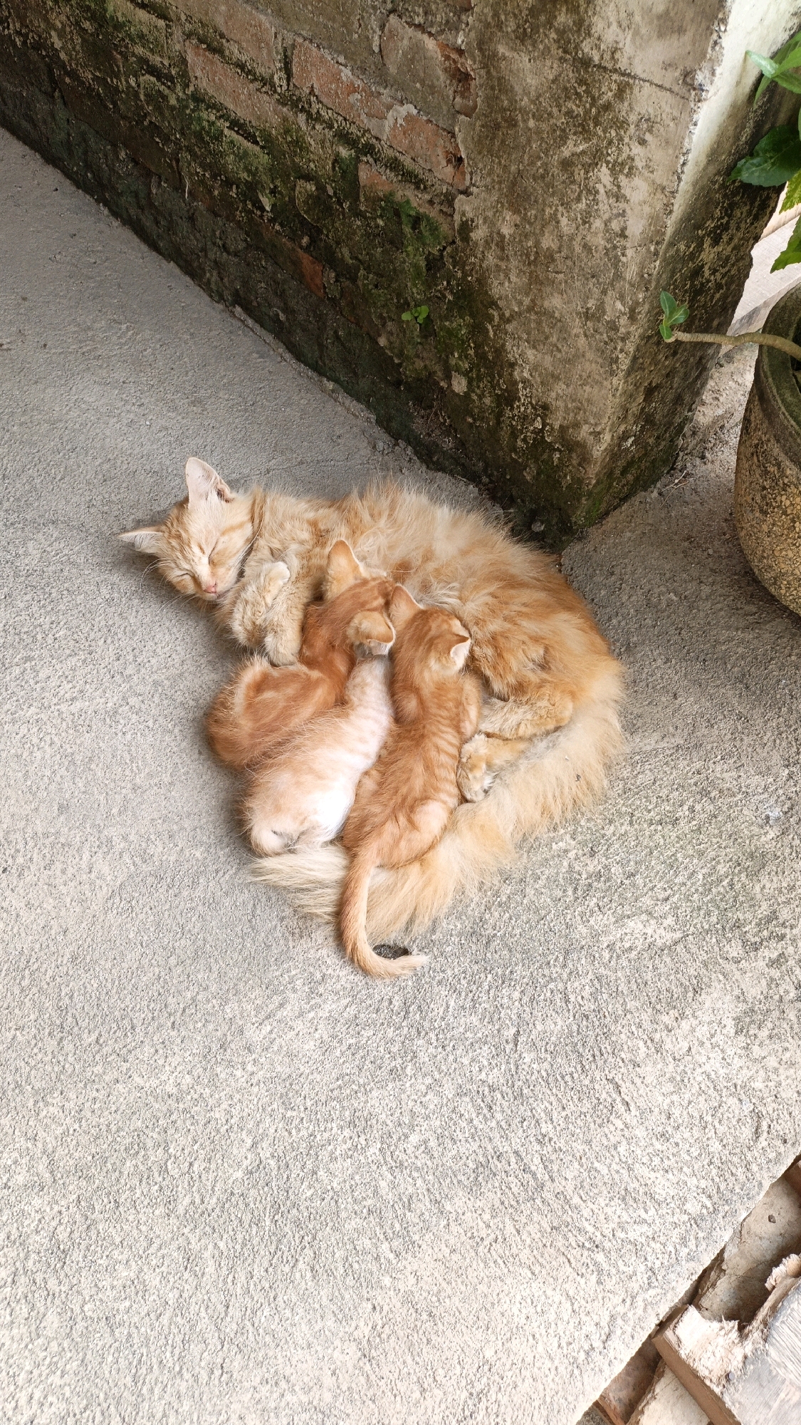 An adult orange cat is sleeping on a concrete surface, curled around three orange kittens. The mother cat has her eyes closed and her paws tucked in. The kittens are nestled against her body, with two appear to be nursing. The scene is outdoors, with a brick wall with moss growing on it to the left and a concrete pillar to the right. A plant in a pot is visible in the upper right corner. The overall environment suggests a somewhat rustic or utilitarian outdoor area. The location is specified as Cikal, Indonesia.