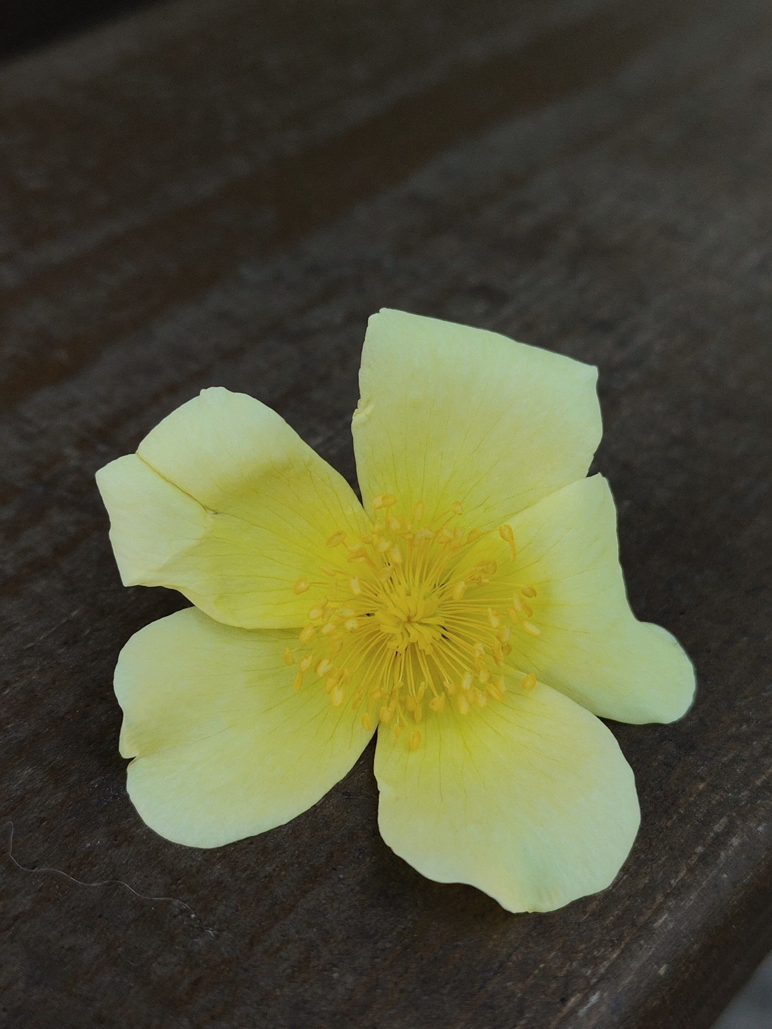 A single yellow flower is lying on a dark wooden surface. The flower has five petals and a dense cluster of yellow stamens in the center. The petals are slightly crumpled and some have small imperfections. The wooden surface appears to be slightly rough and uneven. The location is Unknown, Unknown.