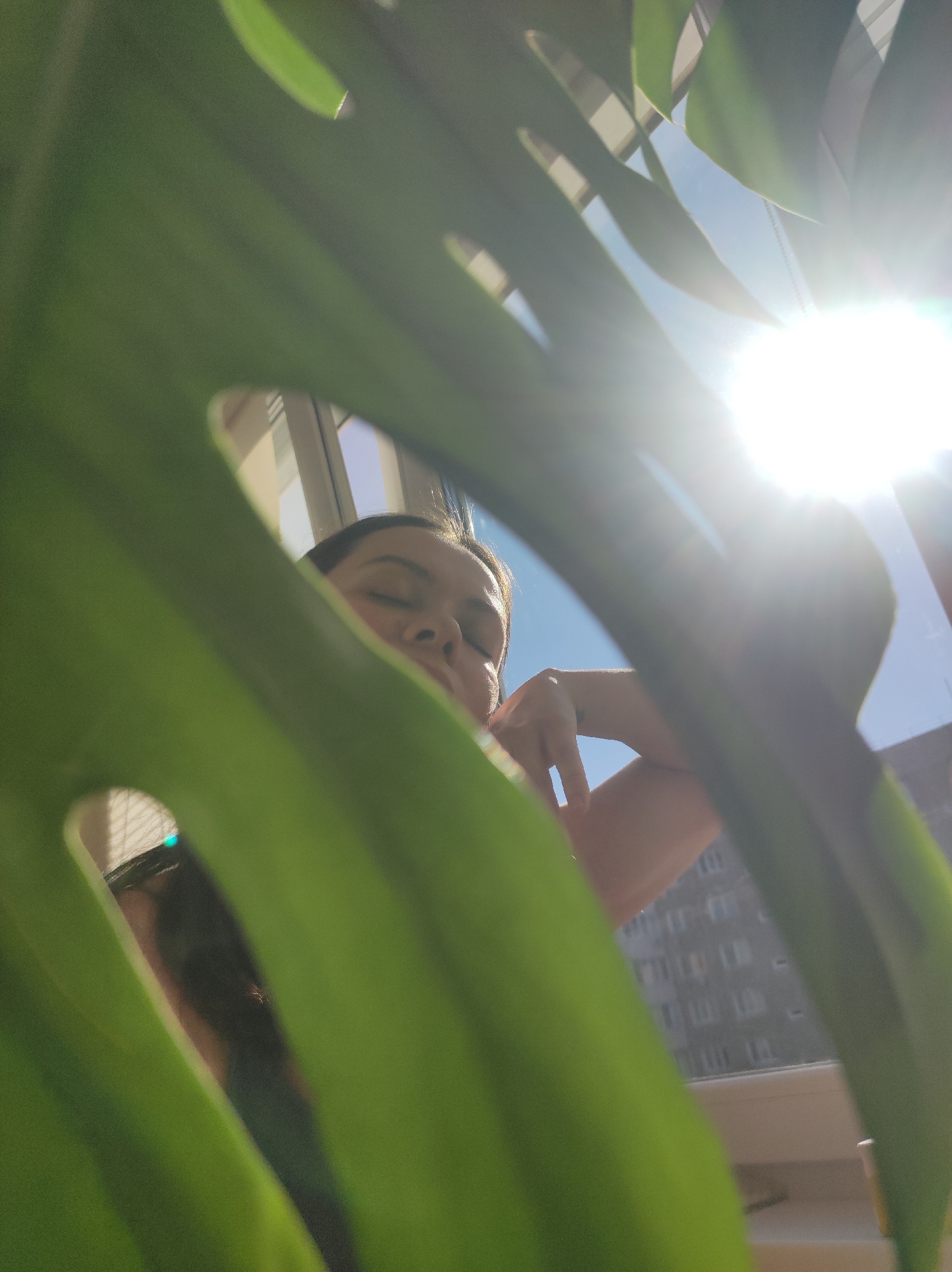 The image is a close-up, low-angle shot, looking upwards through the vibrant green leaves of a Monstera plant that prominently frames the foreground. Through an organic opening in one of the plant's distinctive, split leaves, a woman's face is partially visible from the nose upwards. Her eyes are gently closed, conveying a sense of peace and relaxation, with her dark hair subtly highlighted by the light.
Beyond the woman and the plant, a clear blue sky is visible, intensely brightened by direct sunlight entering from the upper right, which creates a prominent lens flare. This strong sunlight illuminates the scene, indicating a clear, sunny day. A white window frame marks the boundary between the interior space, where the woman and plant are situated, and the exterior. Outside the window, a multi-story urban building with numerous rectangular windows can be seen, providing a backdrop of a city environment, specifically Chaikovsky, Russia. The overall mood of the scene is serene and tranquil, with the woman seemingly enjoying a moment of quiet repose amidst bright daylight. No text is visible in the image.