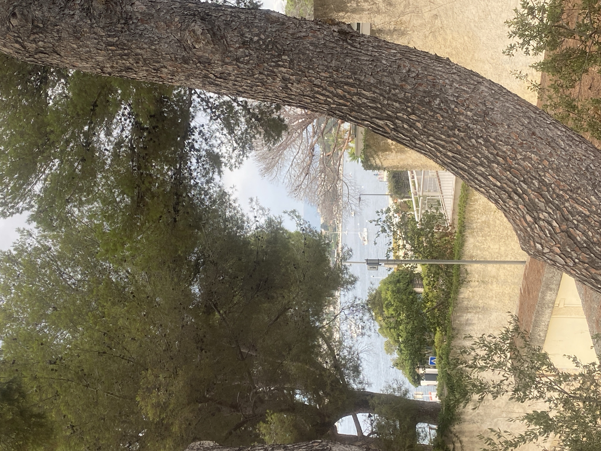 The image depicts a view from a slightly elevated position overlooking a body of water, likely the Mediterranean Sea, with a coastal town visible in the distance. In the foreground, a large, textured pine tree trunk dominates the right side of the frame, curving diagonally upwards. The background shows a hazy sky with scattered clouds.
To the left of the pine tree, a dense canopy of pine trees with visible pinecones fills the upper portion of the image. Beyond the trees, a stone wall runs horizontally, topped with greenery. A white railing can be seen on top of a structure beyond the wall, suggesting a walkway or promenade. Several sailboats are anchored in the water. A street lamp is visible next to the railing.
The coastal town in the distance appears to have buildings with light-colored facades and red-tiled roofs. There are hills or mountains in the far background. The overall impression is a scenic overlook in a Mediterranean coastal area, possibly in the city of Antibes, France, given the architectural style and vegetation. No people are explicitly visible in the image, and no specific actions or interactions are captured. The environment appears to be natural and developed, with a blend of vegetation and urban elements.