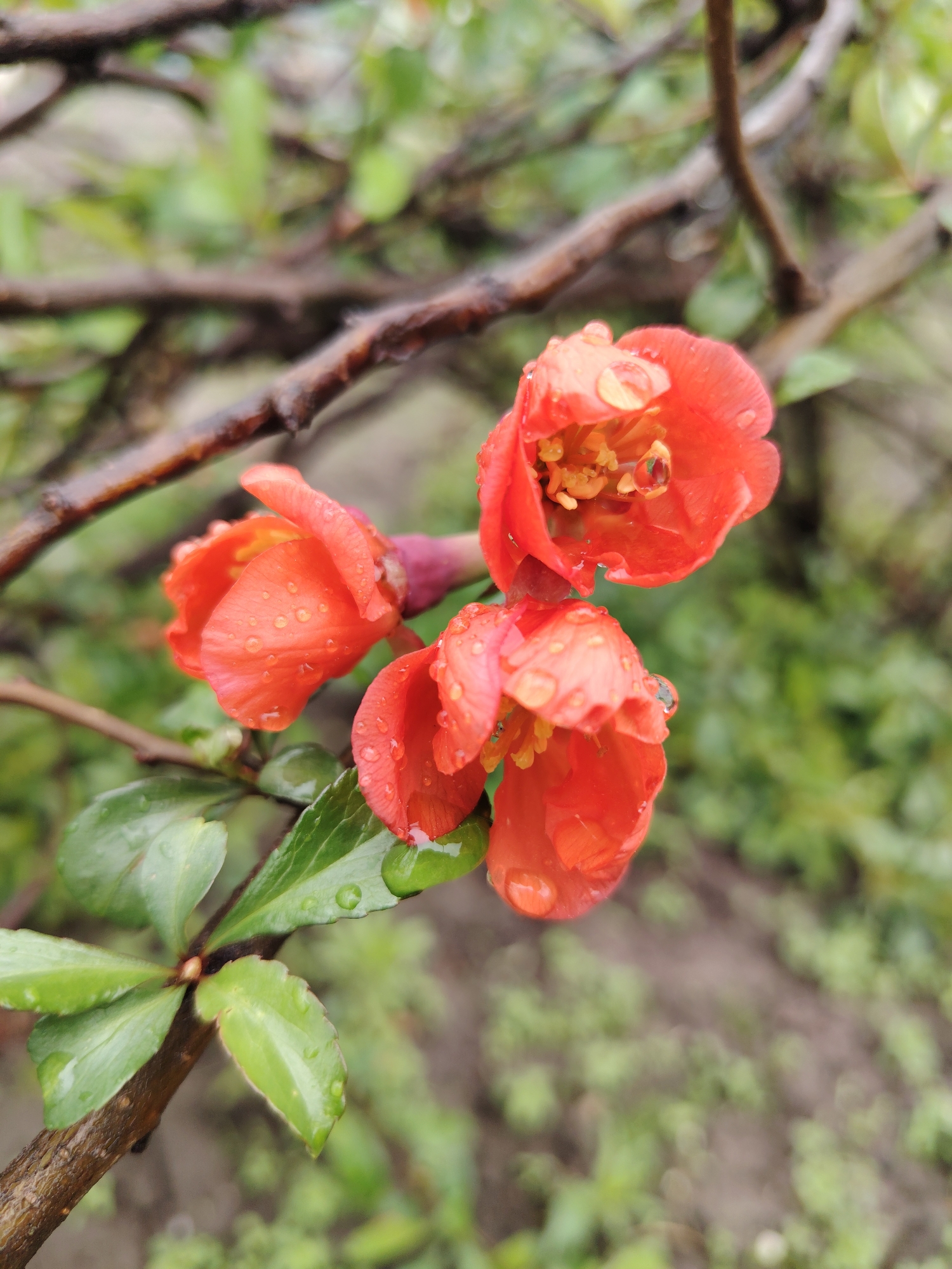 The image shows three reddish-orange flowers, possibly Chaenomeles japonica (Japanese quince), in partial bloom. Each flower is covered in water droplets, suggesting a recent rain. The flowers are attached to a brown, wet branch with green leaves. The background is blurred, hinting at foliage and soil. The location is unspecified.