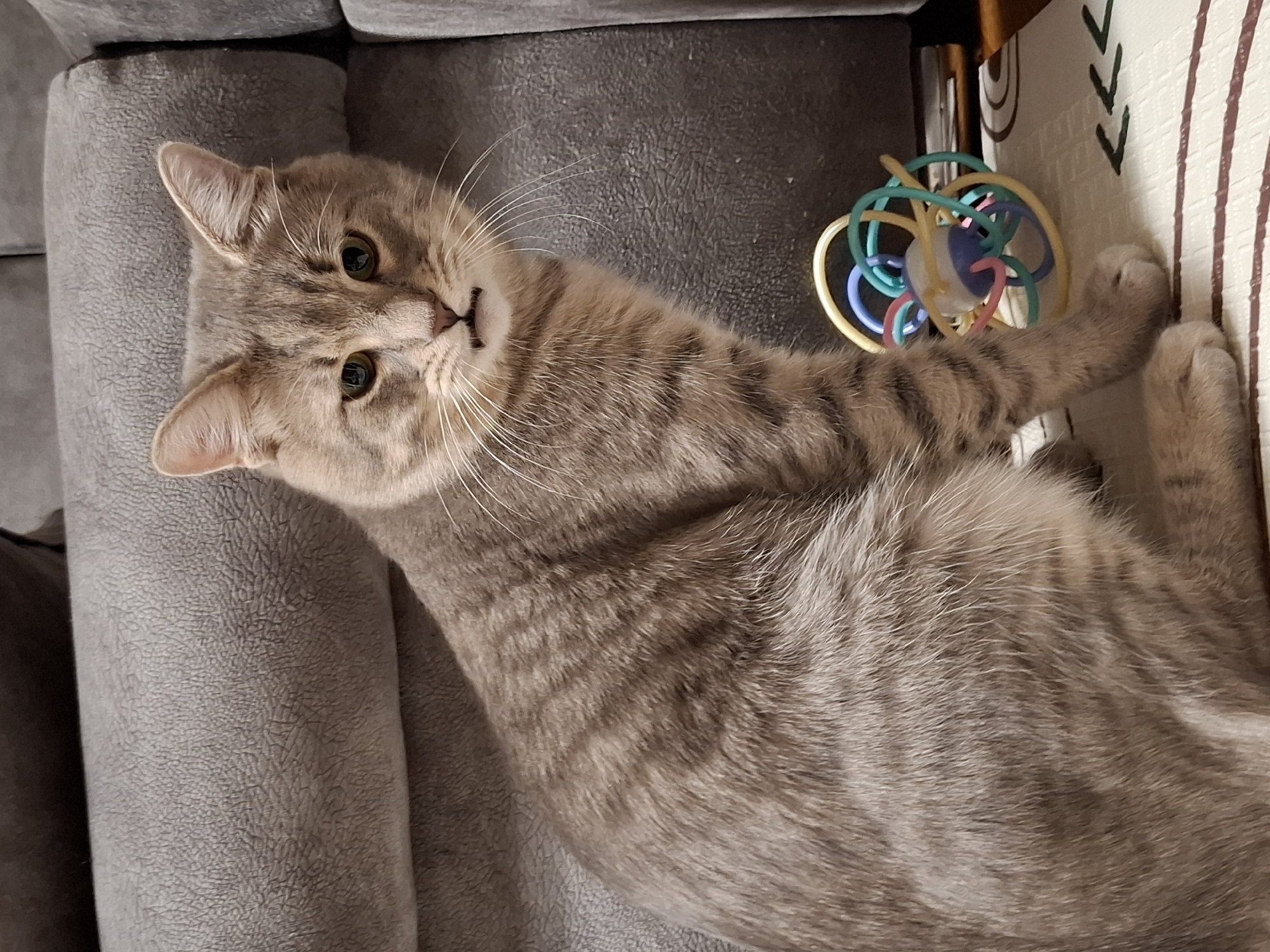 A tabby cat with light brown and grey fur and distinct darker stripes is prominently featured, lying on a textured grey sofa or cushion. The cat's head is tilted slightly, and it looks directly at the camera with alert green eyes and long, white whiskers. Its nose is pinkish-brown.
The cat is stretched out on its side, with its front paws extending towards a colorful cat toy and a patterned mat on the right. The toy is a spherical structure made of interconnected flexible rings in various colors, including yellow, light blue, green, and pink, enclosing a smaller, lighter sphere. The mat, visible on the right, is light-colored with dark vertical stripes and chevron patterns. The background on the left consists of the soft, grey fabric of the sofa or pet bed. The scene is indoors, well-lit with ambient light, suggesting a comfortable domestic setting. The cat appears calm and curious. There is no visible text in the image.