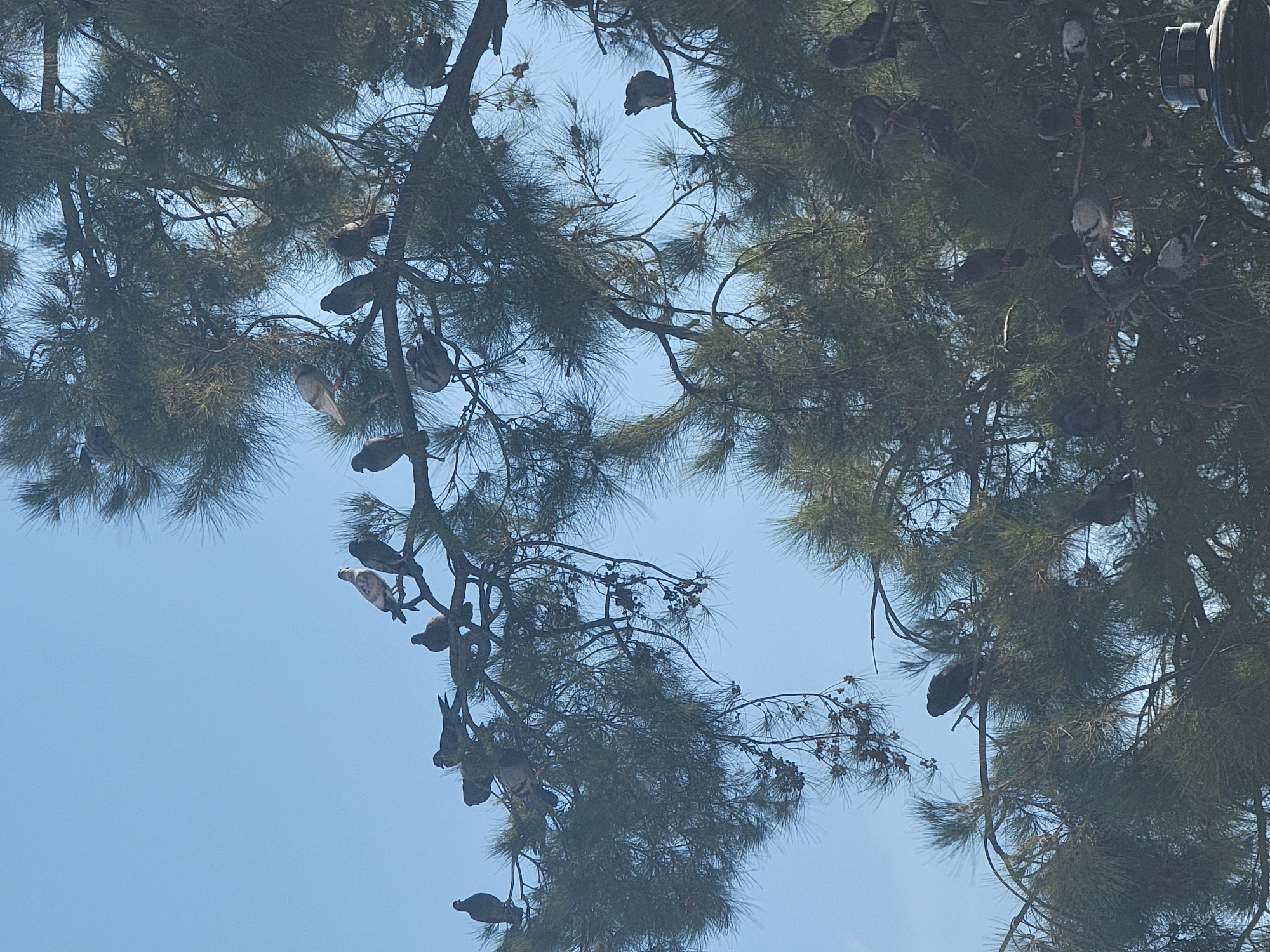 The image shows a flock of pigeons perched on the branches of a pine tree, with a clear blue sky in the background. The pigeons are scattered across multiple branches, with some facing the camera and others with their backs turned. The tree's needles are dense, creating a shadowy effect in some areas. The scene appears to be outdoors in a natural setting, possibly a park or a residential area in Faro, Portugal. There are no people visible in the image.