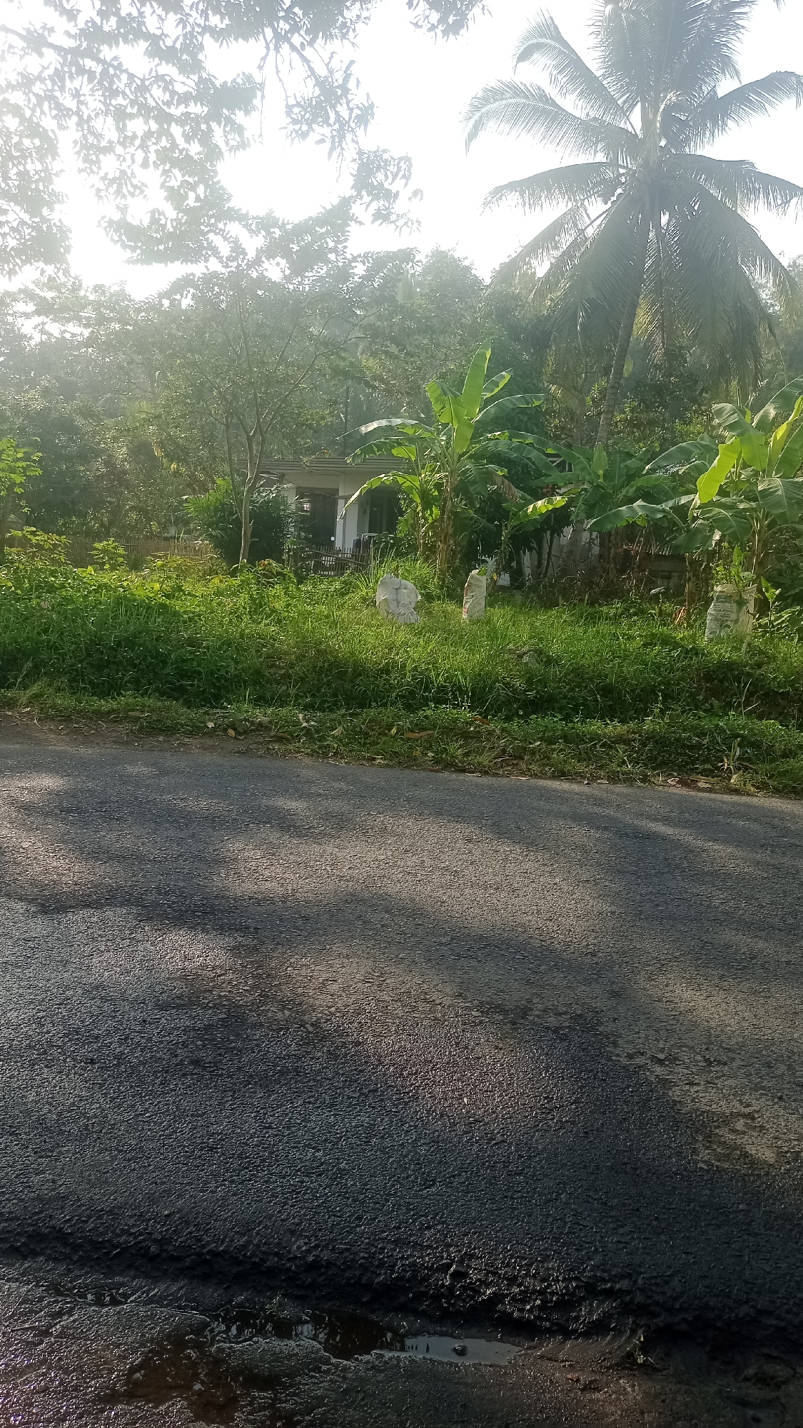 The image shows a roadside scene in Tonjong, Indonesia, featuring lush vegetation and a house. In the foreground, a paved road with some water damage and patches is visible, with shadows of trees cast across it. Beyond the road, a strip of green grass and various plants, including banana trees and a coconut palm, are prominent. A small, light-colored house with a visible roofline is nestled amongst the foliage. Two large, light-colored, somewhat amorphous objects, possibly sacks or large stones, are present in the grassy area near the house. The scene is illuminated by natural light, suggesting it was taken during the day, likely in the morning given the angle of the light and shadows. The overall impression is one of a rural or semi-rural setting within Tonjong.