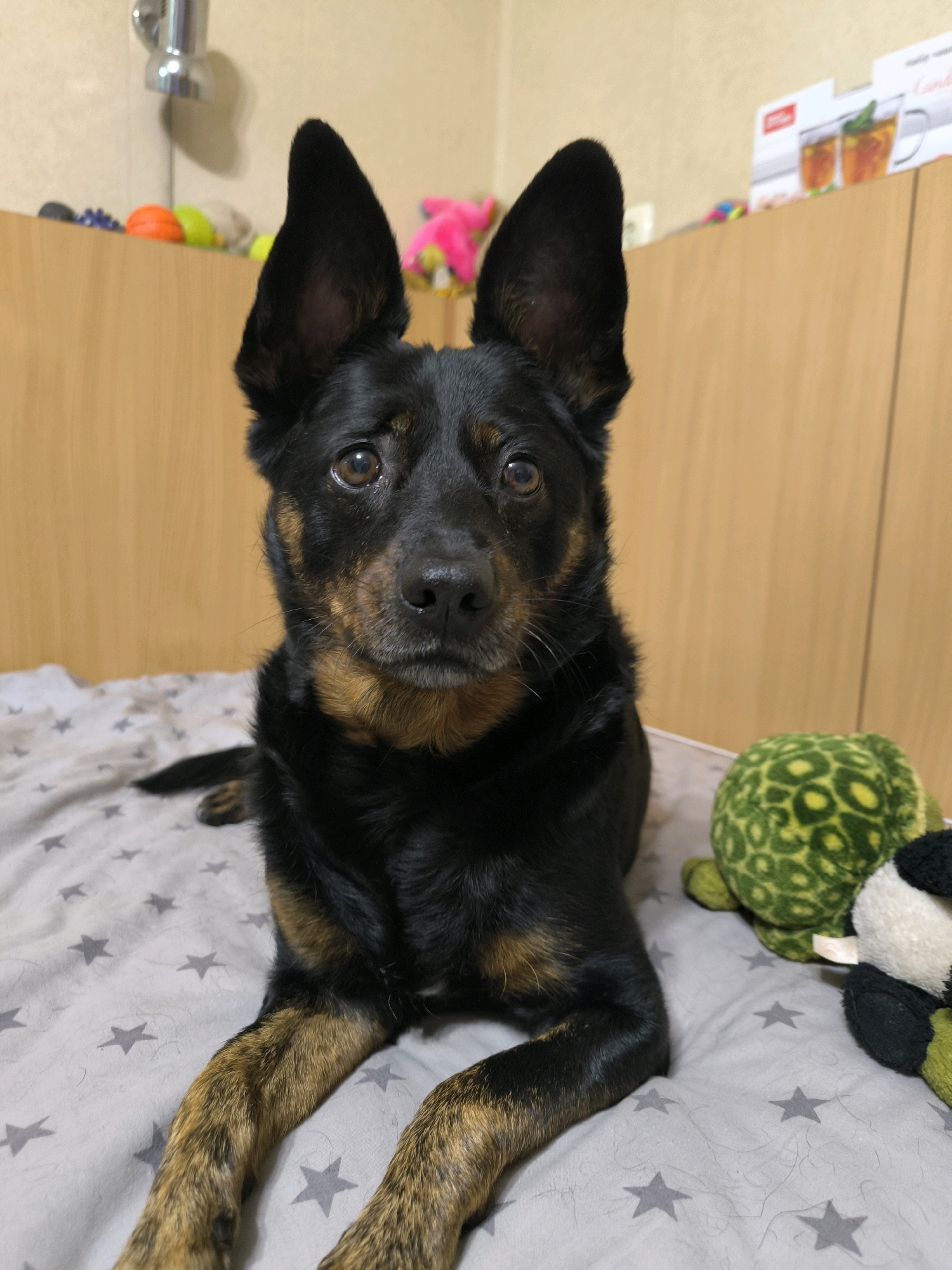 The image shows a black and tan dog lying on a bed with a star pattern. The dog has large ears and is looking directly at the camera. To the right of the dog are two stuffed toys, one a green turtle and the other a black and white creature. In the background, there is a wooden cabinet with some items on top, including what appear to be boxes or packaging. A faucet is visible on the left side of the image, mounted on a wall. The overall setting appears to be an indoor domestic environment. No specific location within Mykolaiv, Ukraine, is identifiable.