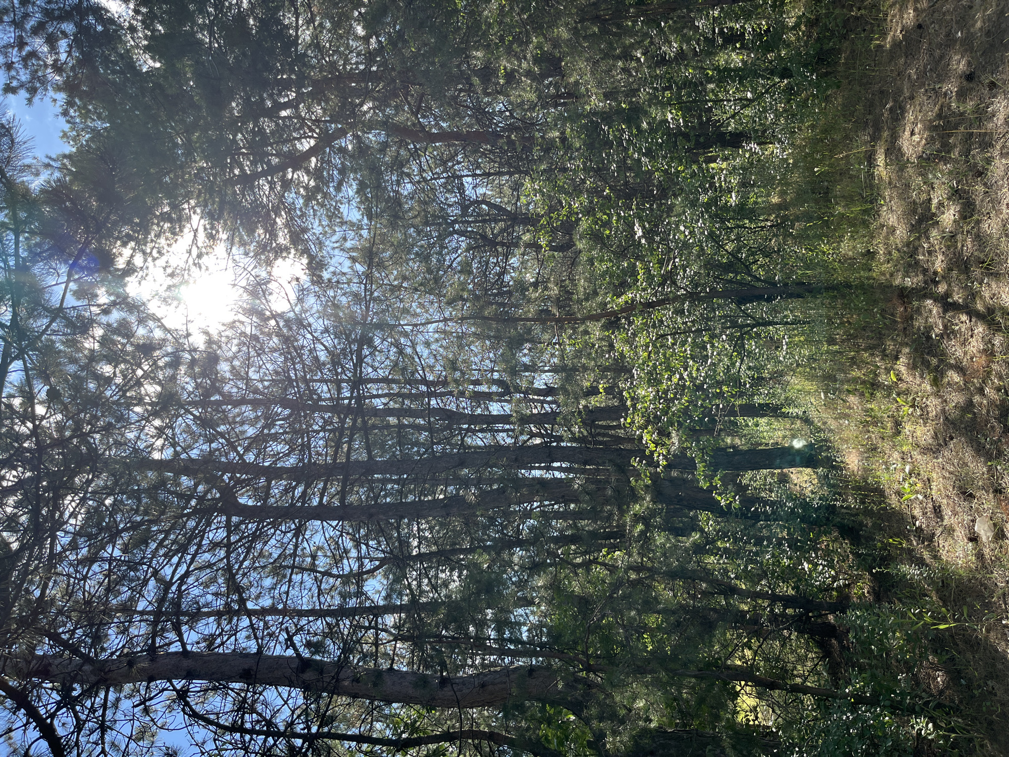 The image depicts a sun-drenched forest path in Shyroke, Ukraine. Tall trees, primarily pines with their characteristic needles, line both sides of the path. Sunlight filters through the dense canopy, creating dappled patterns on the forest floor. The path itself is covered in dry grass, leaves, and pine needles, suggesting a natural, unmanicured trail. On the right side of the path, the ground is covered in a thick layer of dry, light-colored vegetation, possibly straw or dried grass. The overall impression is one of a peaceful, serene forest scene. The time of day appears to be morning or afternoon, given the bright sunlight and the long shadows cast by the trees. The weather seems clear and sunny. There is no text visible in the image.