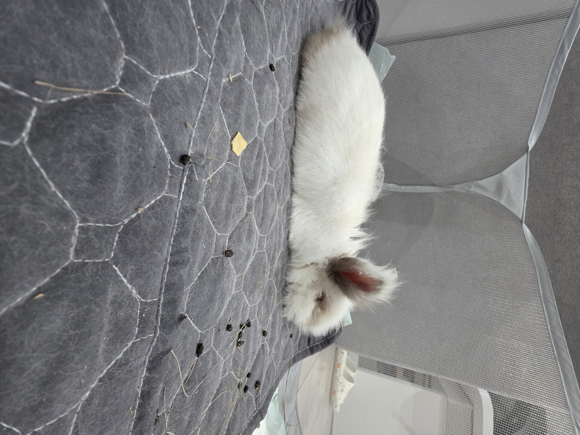 The vertically oriented image, captured in Yagodovo, Bulgaria, features a white rabbit resting within a gray mesh enclosure. The rabbit, primarily white with light gray-brown markings on its ears and snout, is stretched out on a dark gray quilted mat. The mat has a distinctive white stitching pattern forming irregular hexagonal shapes. Scattered across the mat are several small, dark, pellet-like droppings, indicating the rabbit's recent presence and activity. Also visible are sparse strands of dried hay and a single small, yellow, possibly withered leaf. The rabbit appears calm and relaxed, with its ears slightly back. The enclosure itself consists of light gray mesh walls with fabric trim, suggesting a pet playpen or soft crate. No people or visible text are present. The ambient lighting implies an indoor or sheltered daytime setting.