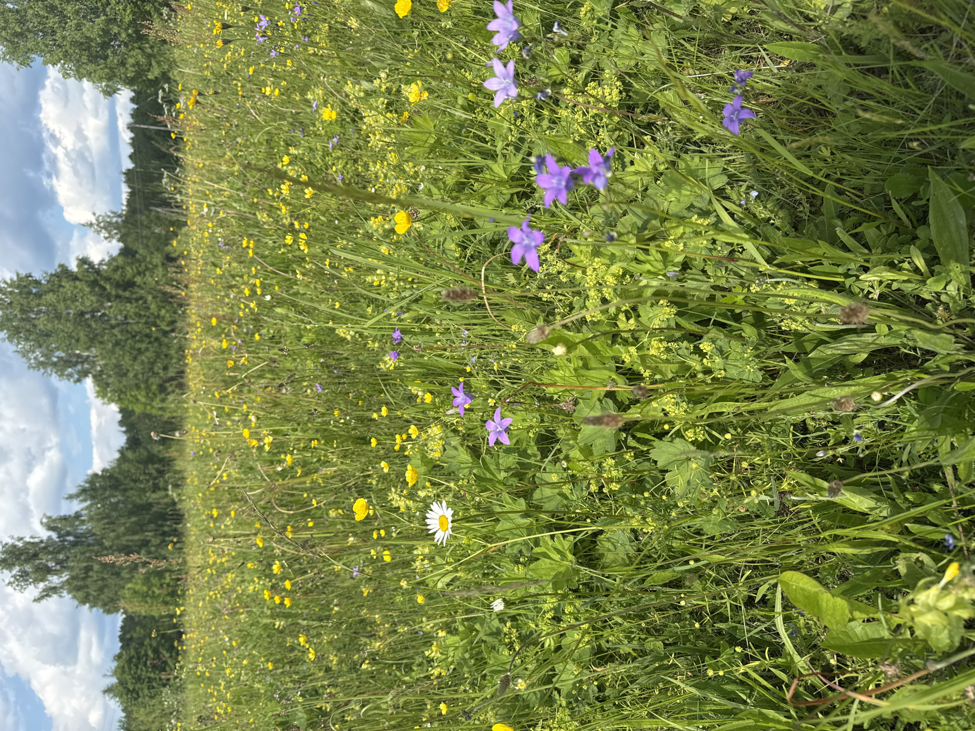 This is a photograph of a meadow filled with wildflowers and tall green grass. In the foreground, there are several species of flowers, including white daisies, yellow buttercups, and purple bellflowers. The background is filled with more yellow wildflowers, creating a vibrant tapestry of color. Beyond the meadow, a line of trees can be seen against a sky with fluffy white clouds. The overall impression is one of a natural, untamed landscape, likely in a rural setting. The location is identified as Liptiug, Russia.