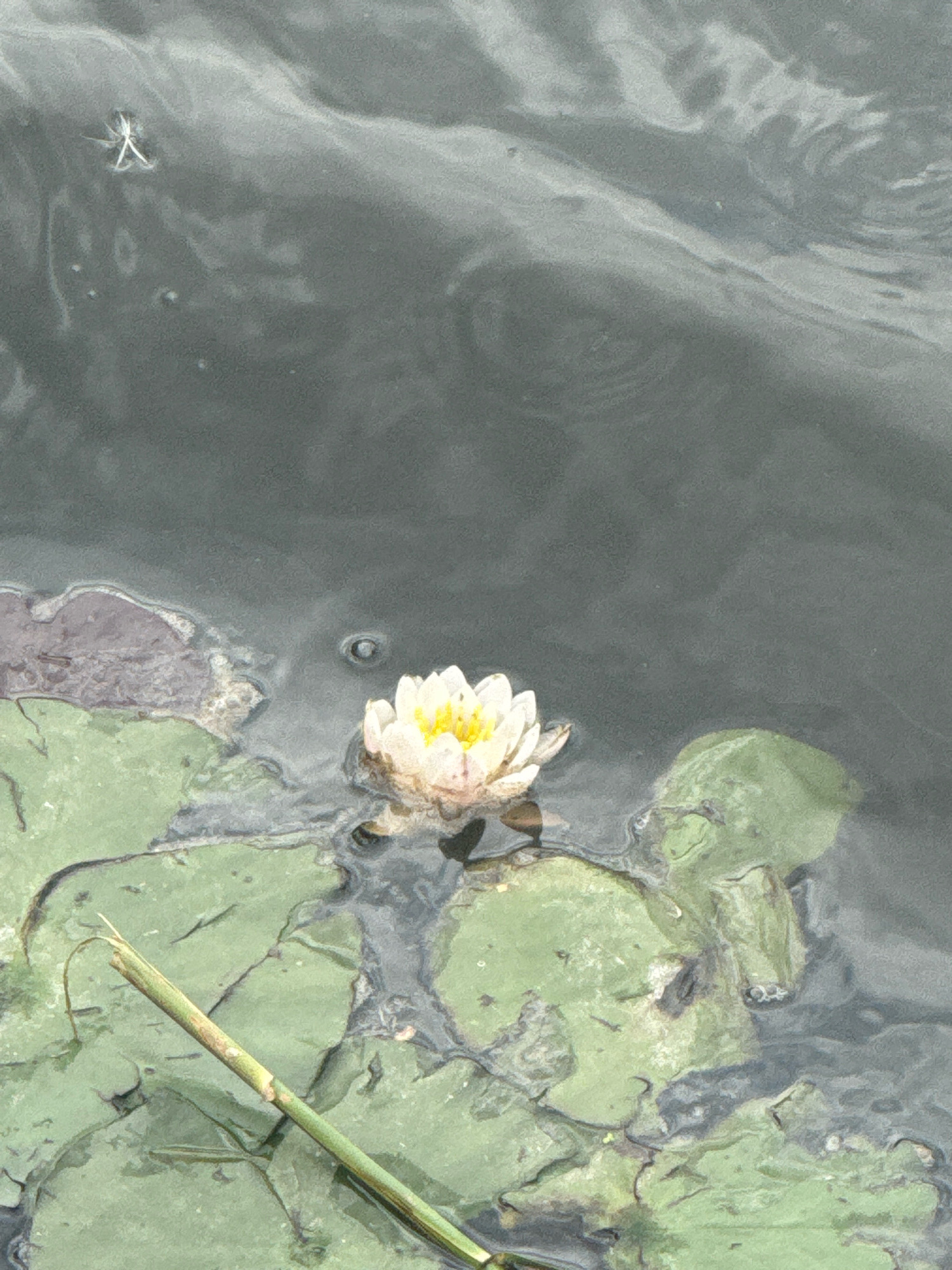 A single white water lily with a yellow center floats on dark, rippling water. Several large, green lily pads surround the flower. A thin, green reed lies diagonally across the lily pads in the foreground. In the upper left corner, a small, white, star-shaped object is visible on the water's surface. The scene appears to be a natural body of water, possibly a pond or lake, in Anapa, Russia.