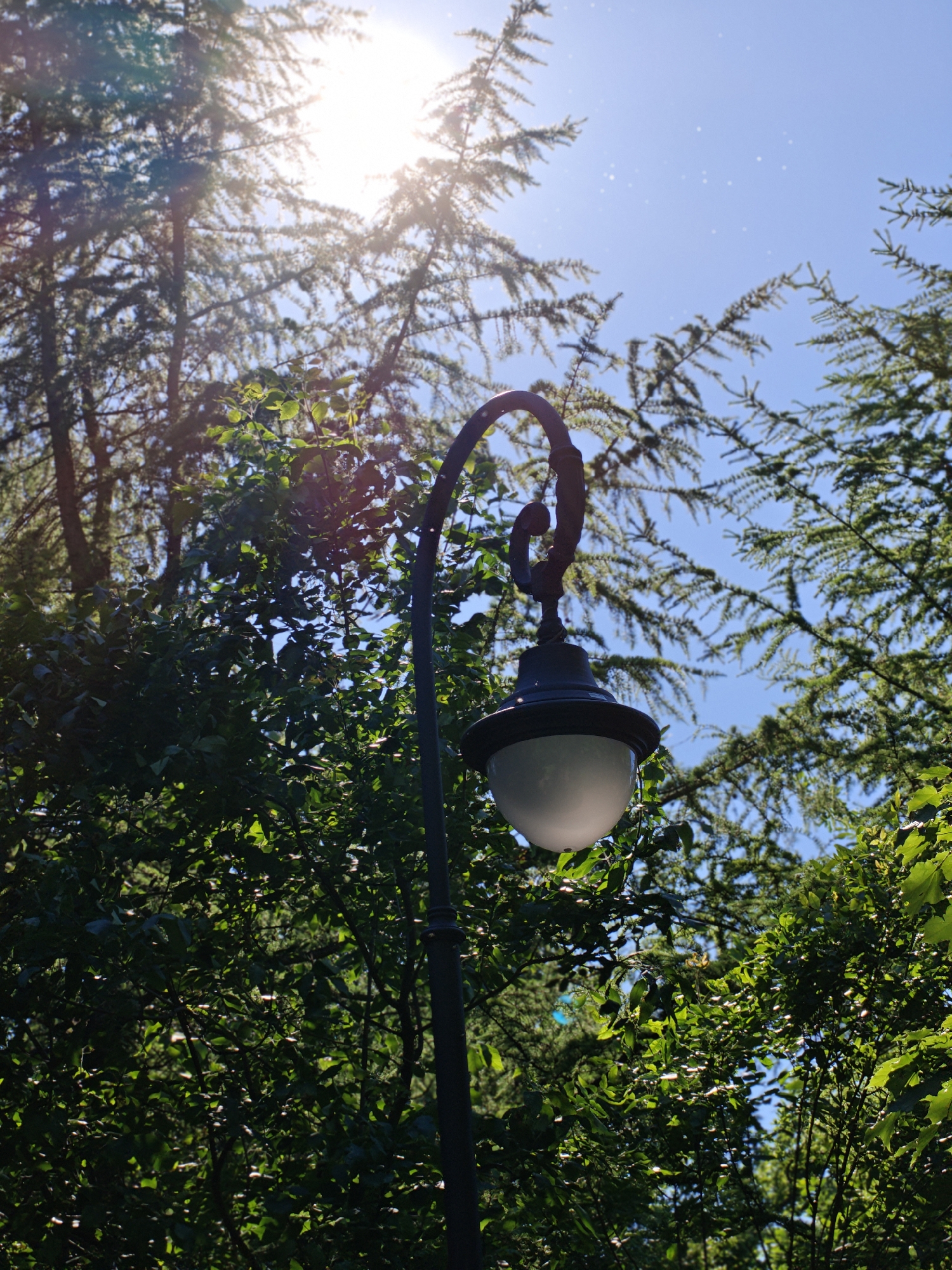 This image depicts a street lamp amidst lush green foliage, set against a bright blue sky. The sun is prominently visible, casting a bright glare and lens flare, suggesting it's daytime, likely midday given the intensity of the light. The street lamp itself is ornate, with a dark, curved metal arm supporting a white, globe-shaped light fixture. Surrounding the lamp, a dense canopy of leaves and branches from various trees creates a verdant, almost wild setting. Some of the trees appear to be coniferous, with fine needles, while others have broader leaves. The sunlight filters through the leaves, creating dappled patterns and illuminating small, bright specks that might be dust motes or small insects in the air. The overall impression is one of a natural, perhaps slightly overgrown, urban or park environment. The bright sunlight and vibrant greenery evoke a feeling of a warm, clear day. There is no visible text in the image.