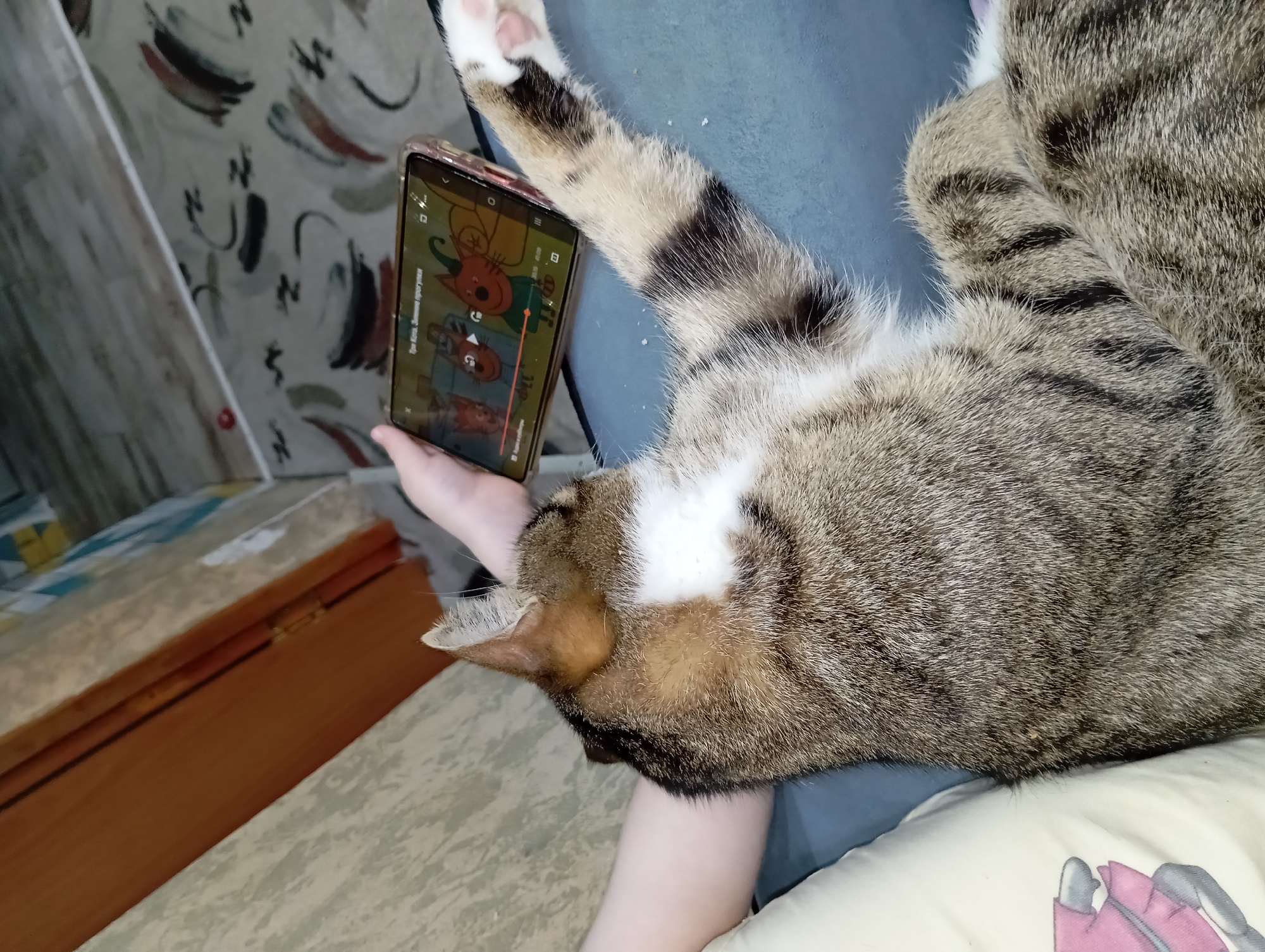 A domestic cat lies on its back, paws outstretched, atop a person's arm. The person holds a smartphone displaying a cartoon, "Three Cats. New episodes" in Russian. The scene is indoors, with textured wallpaper in the background and a bed or sofa visible. The location is likely a private residence. The city of Yurgamysh, Russia is not directly evident from the image, but it is claimed as a point of reference.