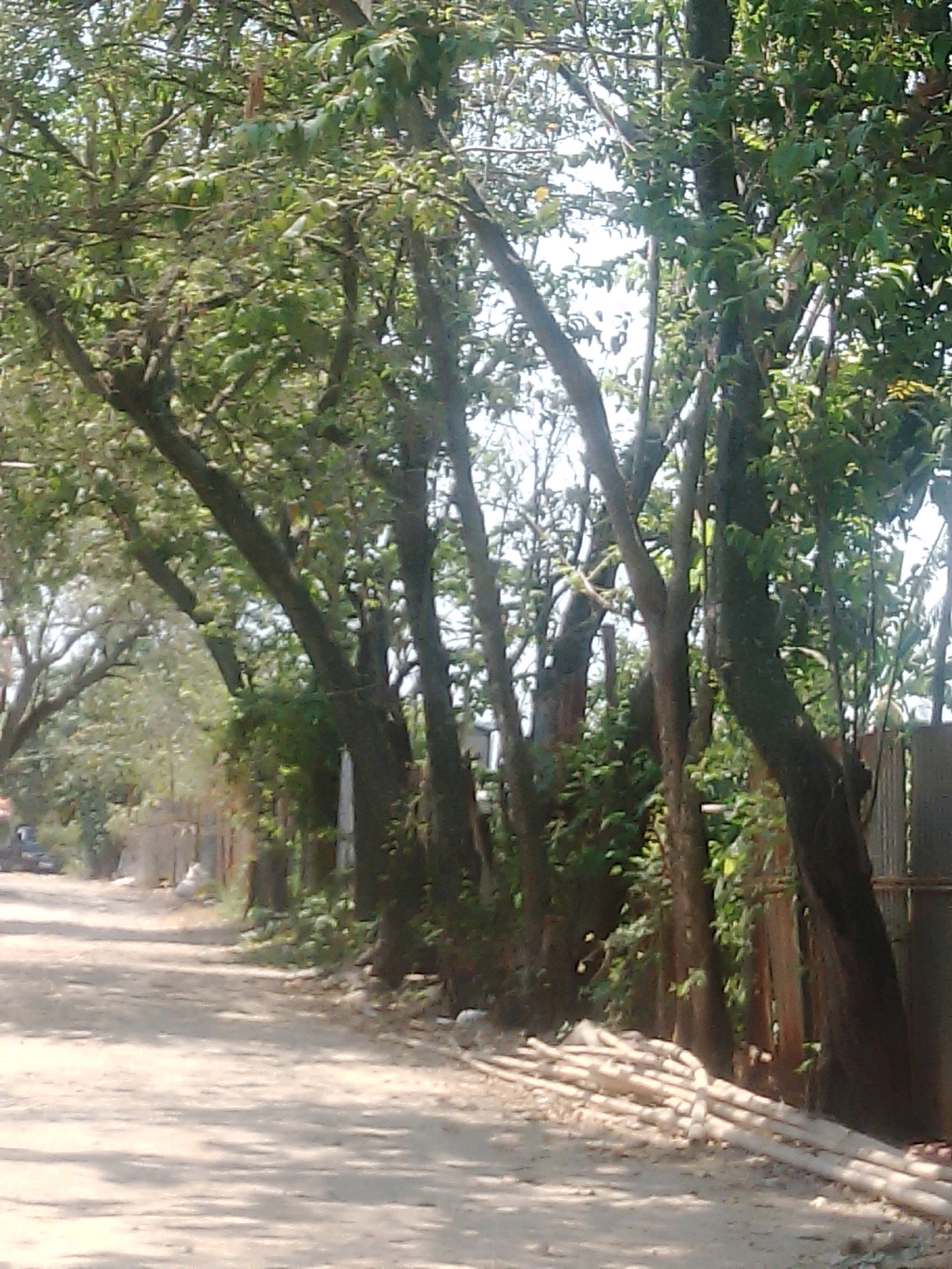 The image shows a dirt road lined with trees on the right side and a fence on the left. In the foreground, a pile of bamboo poles is stacked along the edge of the road. The trees are lush with green leaves, and sunlight filters through them, casting shadows on the road. In the background, a car is visible on the left side of the road. The scene appears to be a rural or suburban area within the city of Jeron, Indonesia.