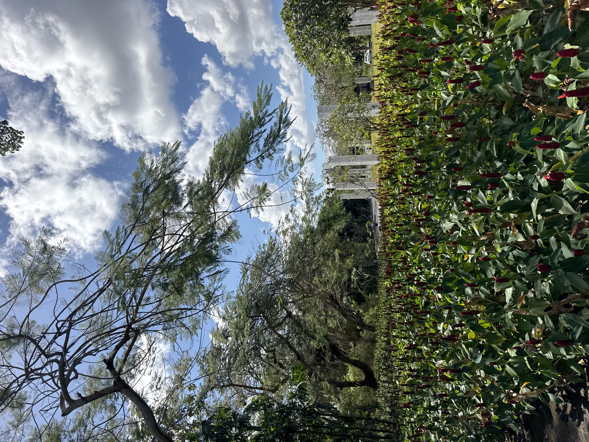 The image depicts a lush garden scene in Kuta Selatan, Indonesia, bathed in bright sunlight under a partly cloudy sky. In the foreground, a dense bed of vibrant red flowers with green leaves stretches across the frame, creating a striking visual contrast. Towering trees with intricate branches and delicate foliage dominate the mid-ground and left side of the image, casting dappled shadows. Beyond the trees, a series of white, pillar-like structures stand in a grassy area, suggesting an architectural or art installation. A white car is visible in the distance, parked on a paved road that curves into the background. The overall impression is one of a serene and well-maintained outdoor space, likely a park or botanical garden, showcasing the natural beauty of the tropical environment.