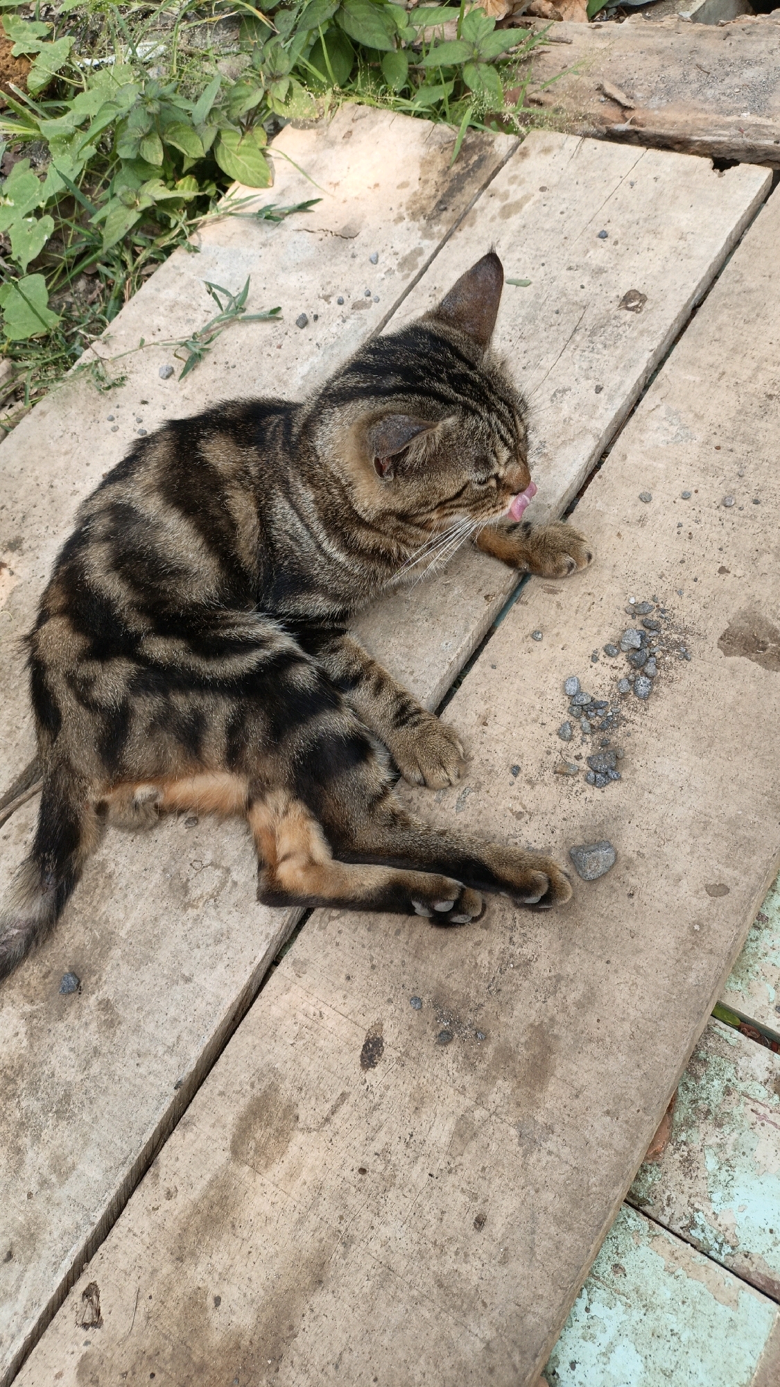 A brown tabby cat is lying on weathered wooden planks, with its body partially curled. The cat's tongue is extended, appearing to be licking its paw or grooming itself. A small pile of gravel is scattered on the planks near the cat's front paws. The background shows green foliage and some dry leaves, suggesting an outdoor environment. The wooden planks appear to be part of a pathway or outdoor seating area. The scene does not provide any specific indicators to place it in Cikal, Indonesia.