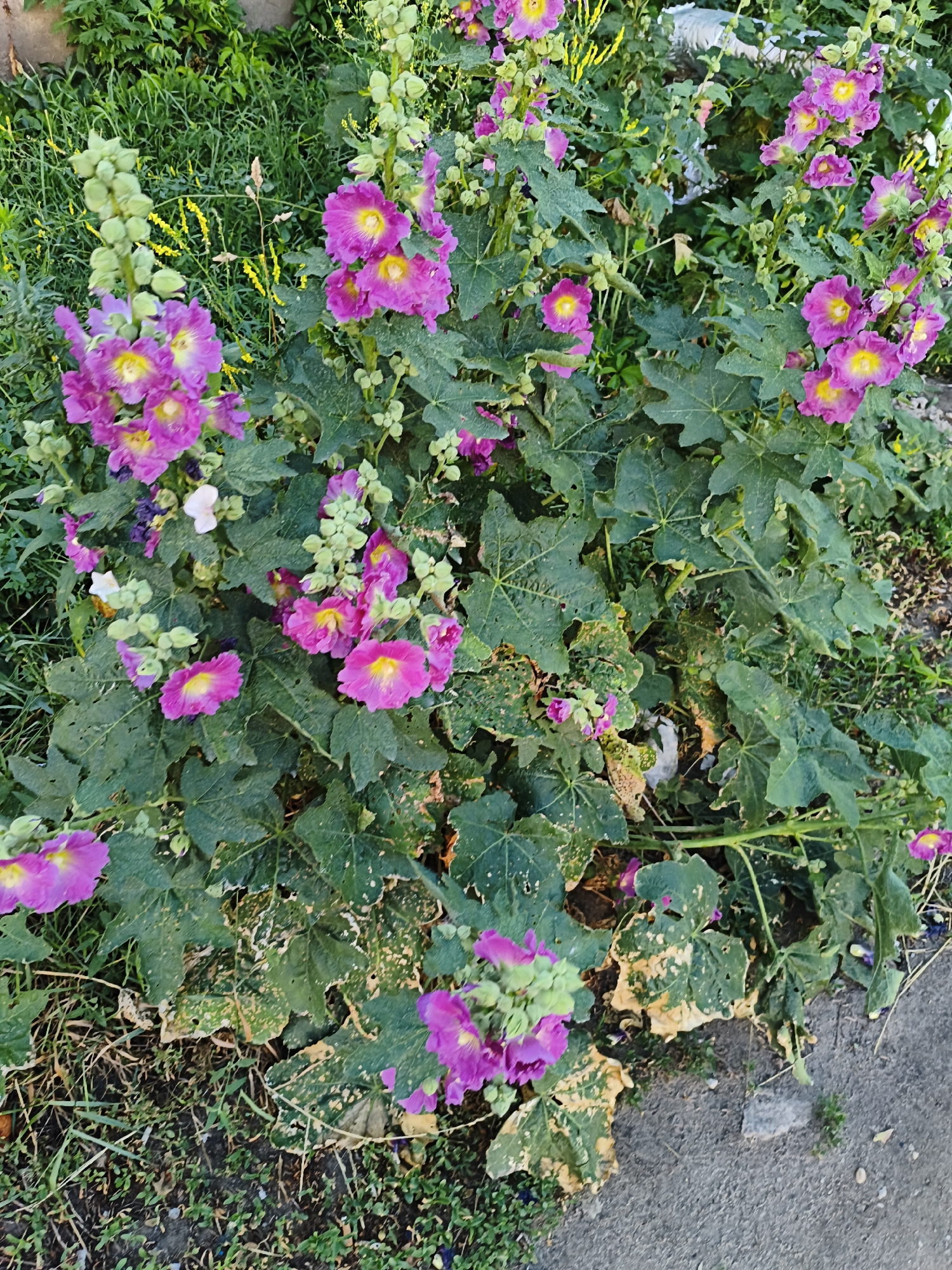 The image shows a patch of pink hollyhock flowers and green foliage. The flowers are in bloom and some are partially open. The leaves of the hollyhock plants are large and green, with some showing signs of damage or discoloration. The plants are growing in a garden setting, with grass and soil visible in the background. The scene is outdoors, and appears to be during the daytime, with natural light illuminating the flowers. There are no people or animals visible in the image. The overall impression is that of a natural, overgrown garden. The location is Voronezh, Russia.