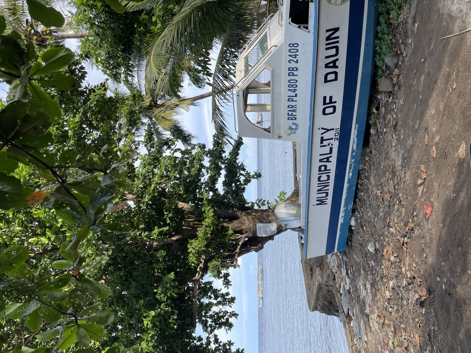The image depicts a white and blue boat named "MUNICIPALITY OF DAUIN" with registration numbers "BFAR PL480 PB 2408" and the year "2011" visible on its hull. The boat is beached on a rocky and debris-strewn shore, adjacent to a concrete seawall. Lush green trees and palm fronds overhang the scene from the left and right, suggesting a tropical environment. In the background, the calm ocean stretches to the horizon, with several other boats visible at a distance. The sky is partly cloudy with a bright, natural light illuminating the scene, indicating it is daytime. The overall impression is that of a coastal area in Dauin, Philippines, with the boat resting on the shore, possibly awaiting use or maintenance.
