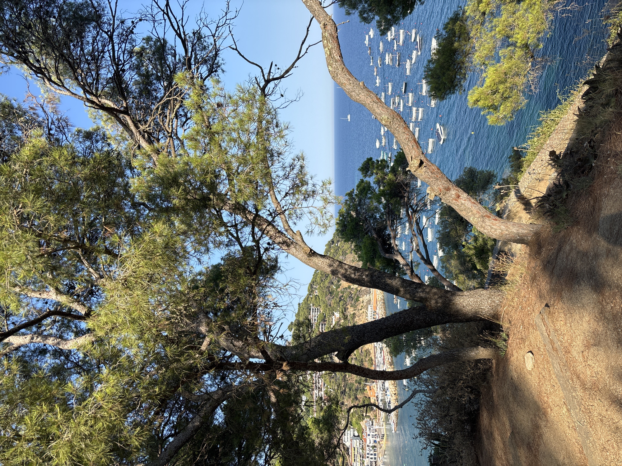 This is a horizontal, eye-level, outdoor, daytime photograph taken from a hillside overlooking a coastal town and a bay filled with boats. In the foreground, a large pine tree with rough, textured bark and long needles dominates the left and center of the frame, its branches extending across the top of the image and partially obscuring the view of the bay. The ground in the foreground is covered in dry pine needles and a few scattered leaves, with a small, flat, grey stone and a weathered wooden plank visible.
Beyond the pine tree, the scene opens up to reveal the town of Llafranc, Spain. Buildings with white and light-colored facades, many with red-tiled roofs, are clustered on the hillside, interspersed with green vegetation. A harbor with a breakwater is visible on the left, filled with numerous small white boats. The bay itself is a vibrant blue, dotted with a large number of white boats of various sizes, some anchored and others in motion. A single white sailboat is visible in the distance on the open sea. The sky is a clear, bright blue. The overall impression is one of a sunny, Mediterranean coastal landscape.