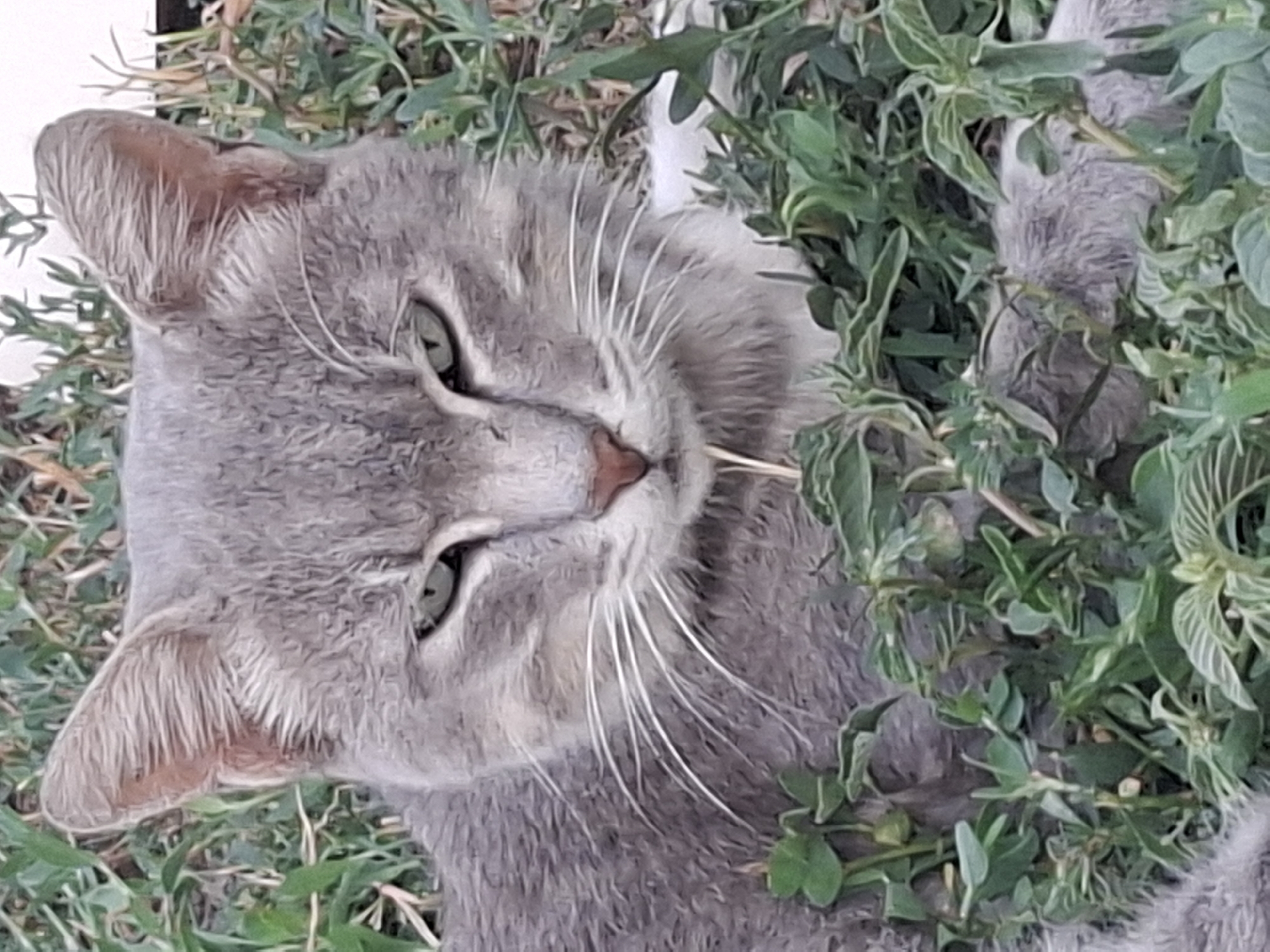 A medium shot shows a grey cat lying in green grass and foliage. The cat's face is the primary focus, with its green eyes looking directly at the viewer. Its ears are perked up, and its whiskers are spread wide. The cat is surrounded by various green plants, some of which are in focus, while others are blurred. The background is indistinct, suggesting an outdoor setting. There is no discernible urban environment or specific location within Almaty, Kazakhstan, visible in this image.
