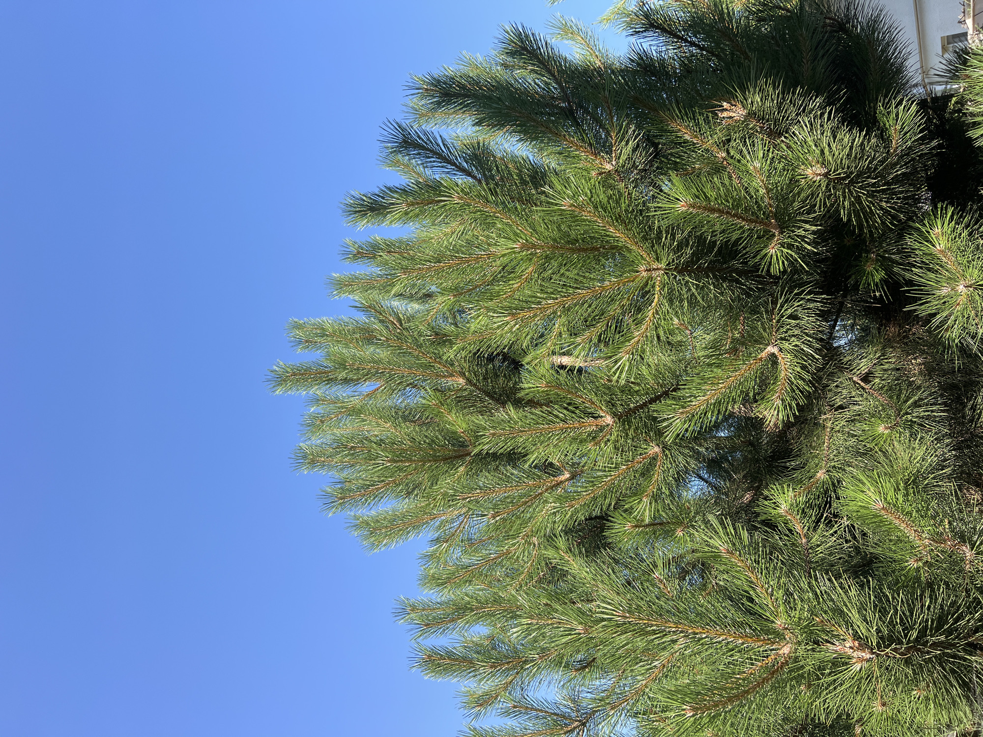 The media file is a close-up, vertical shot of pine tree branches against a clear blue sky. The pine needles are green and appear healthy, with the branches forming a dense canopy. The sunlight illuminates the needles, creating bright highlights and casting shadows within the foliage. The sky is a uniform, vibrant blue, suggesting a clear day with good weather. There is a hint of a white structure visible in the upper right corner, possibly a building, but it is out of focus and not a primary subject. The image composition focuses on the texture and color of the pine tree, with the sky providing a simple, uncluttered background. No people or specific objects are depicted other than the natural elements of the tree and sky. The time of day appears to be daytime, given the bright sunlight. The location context of Fontanka, Ukraine, suggests a natural or semi-urban outdoor setting.