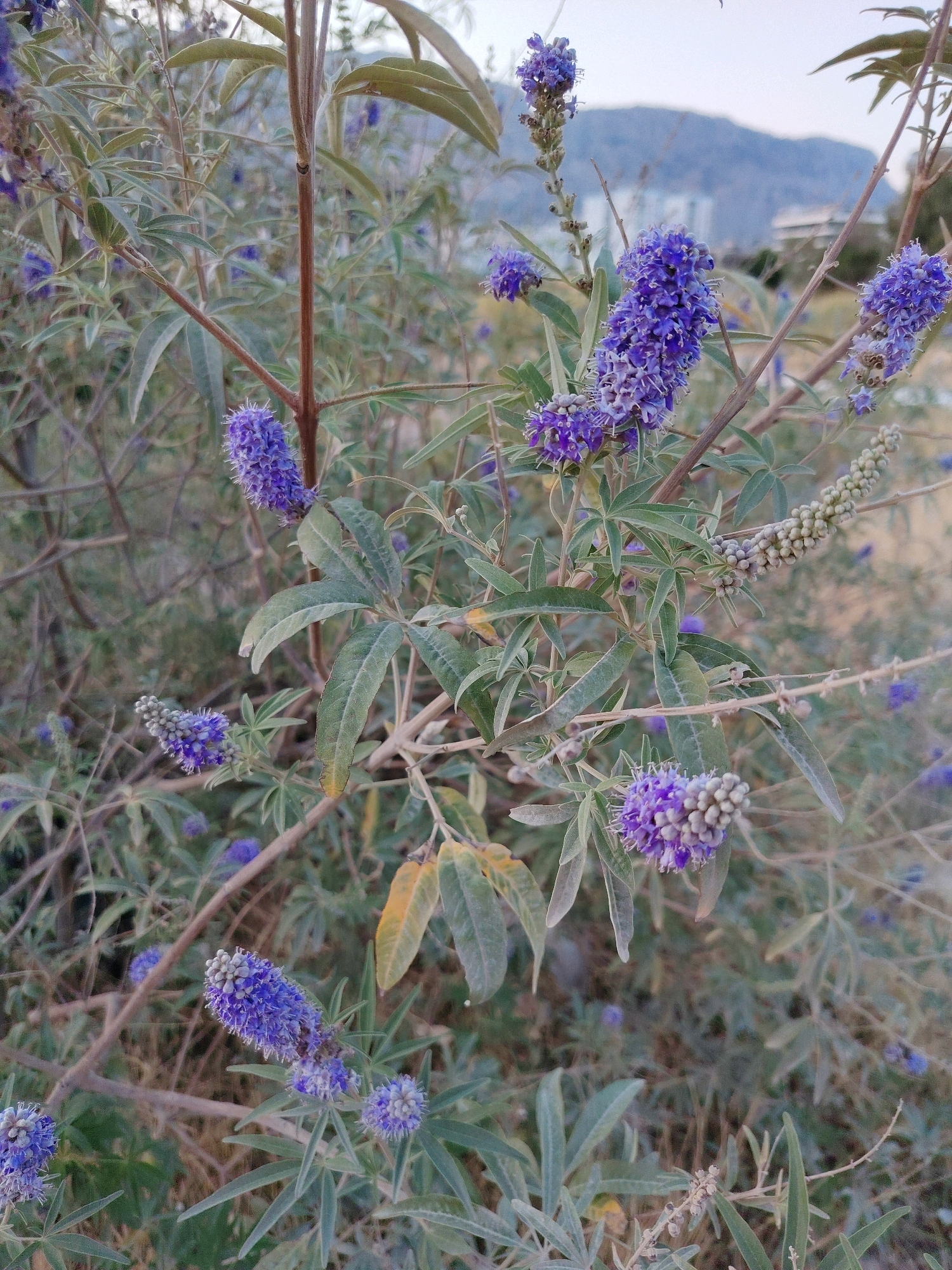 This is a close-up photograph of a flowering plant with purple blossoms and elongated leaves. The plant is growing outdoors, with dry, brown vegetation and earth visible in the background. In the distance, a hazy mountain range and some buildings are discernible. The scene appears to be located in Konyaaltı, Turkey, given the context provided. No people are present in the image.