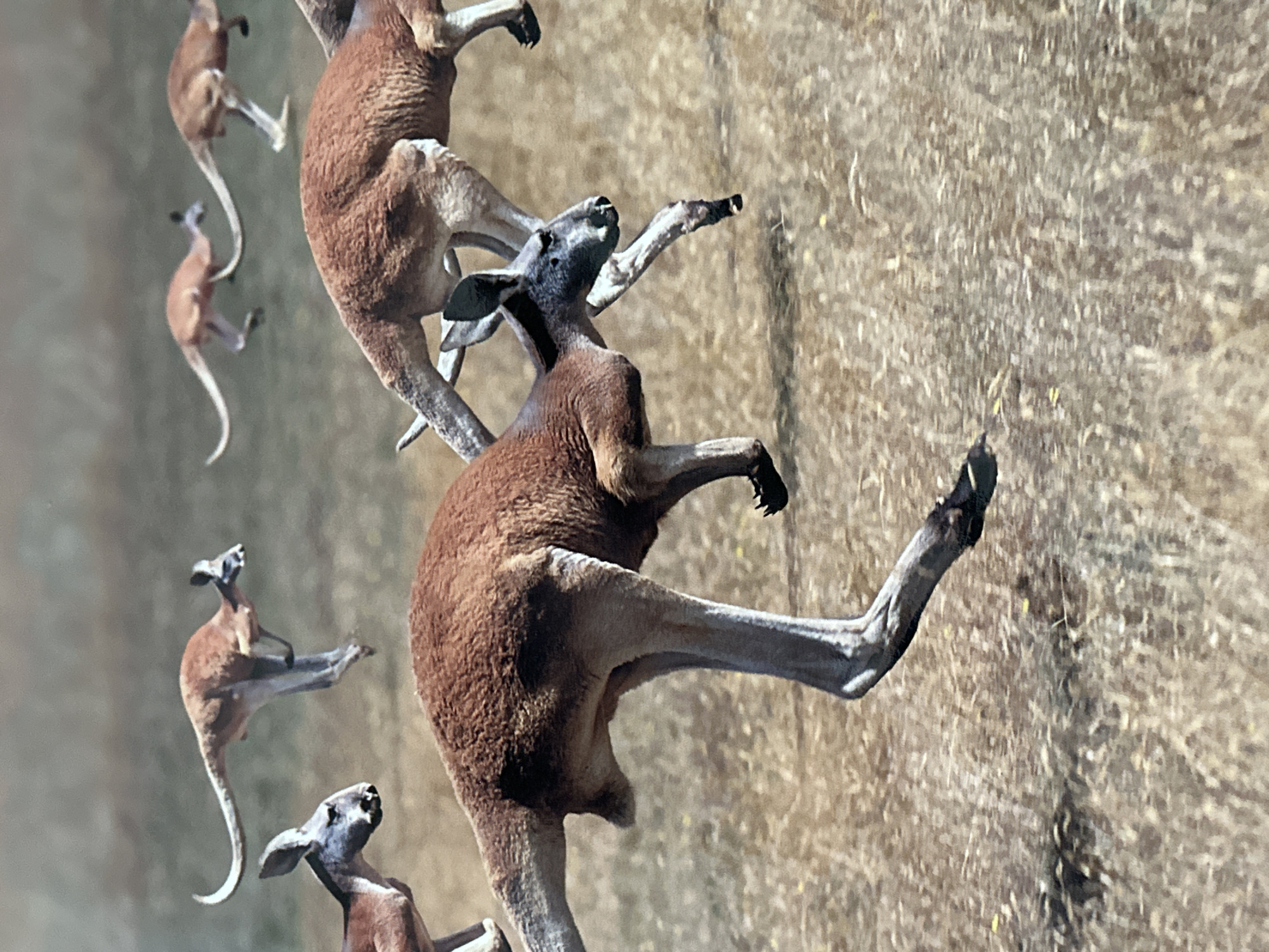 The image depicts a group of kangaroos hopping across a grassy field. The foreground features a large kangaroo with its legs extended mid-stride. Several other kangaroos are visible in the background. The scene takes place in a grassland setting. The location of the city of Davao City, Philippines is not evident in the image.