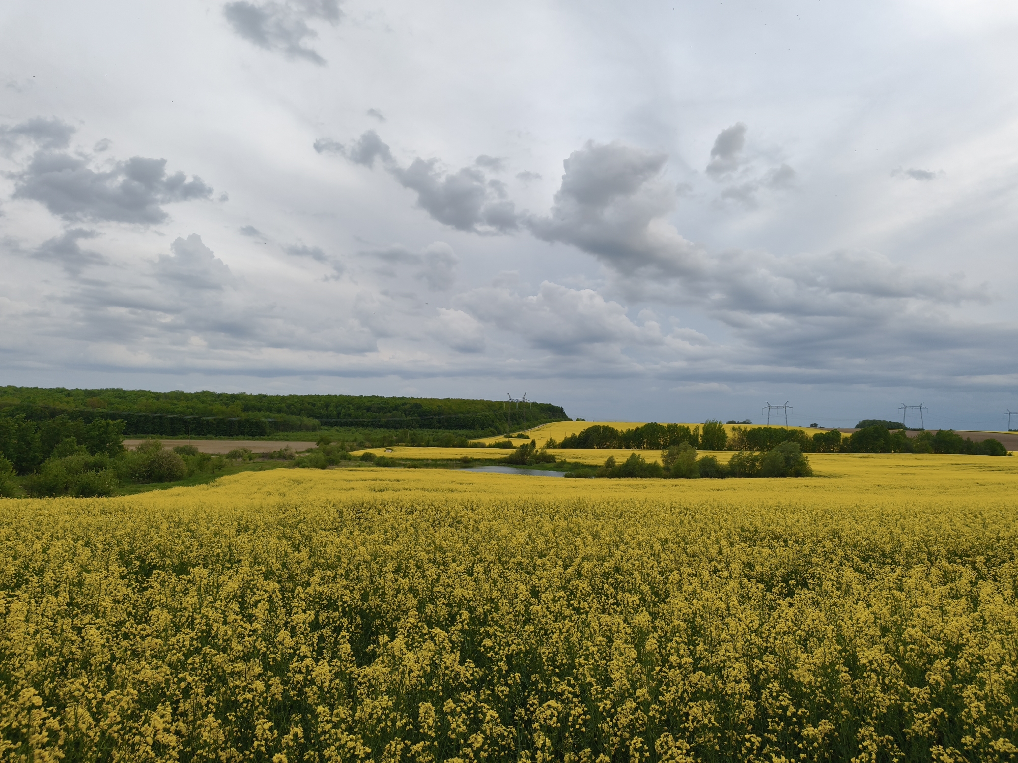 The image depicts a field of yellow rapeseed flowers in Yemelivka, Ukraine. The field extends to the horizon, where a line of trees and power lines are visible. A small pond sits near the treeline. The sky is overcast with gray and white clouds. There are no people visible in the image.