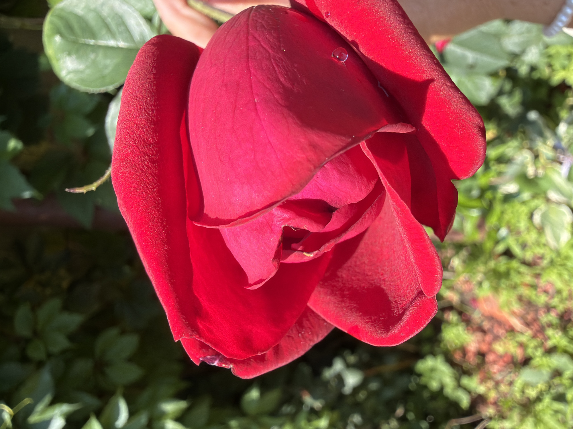 A close-up, slightly tilted, medium shot captures a vibrant red rose in full bloom. The rose's petals, with their velvety texture, are unfurling, revealing a tightly coiled center. A single water droplet glistens on one of the outer petals, catching the sunlight. The background is a soft blur of lush green foliage, suggesting an outdoor garden setting. Sunlight dapples through the leaves, creating a play of light and shadow. The image does not contain any elements to identify its specific location within Gribki, Russia, or any specific details about people, actions, or interactions.