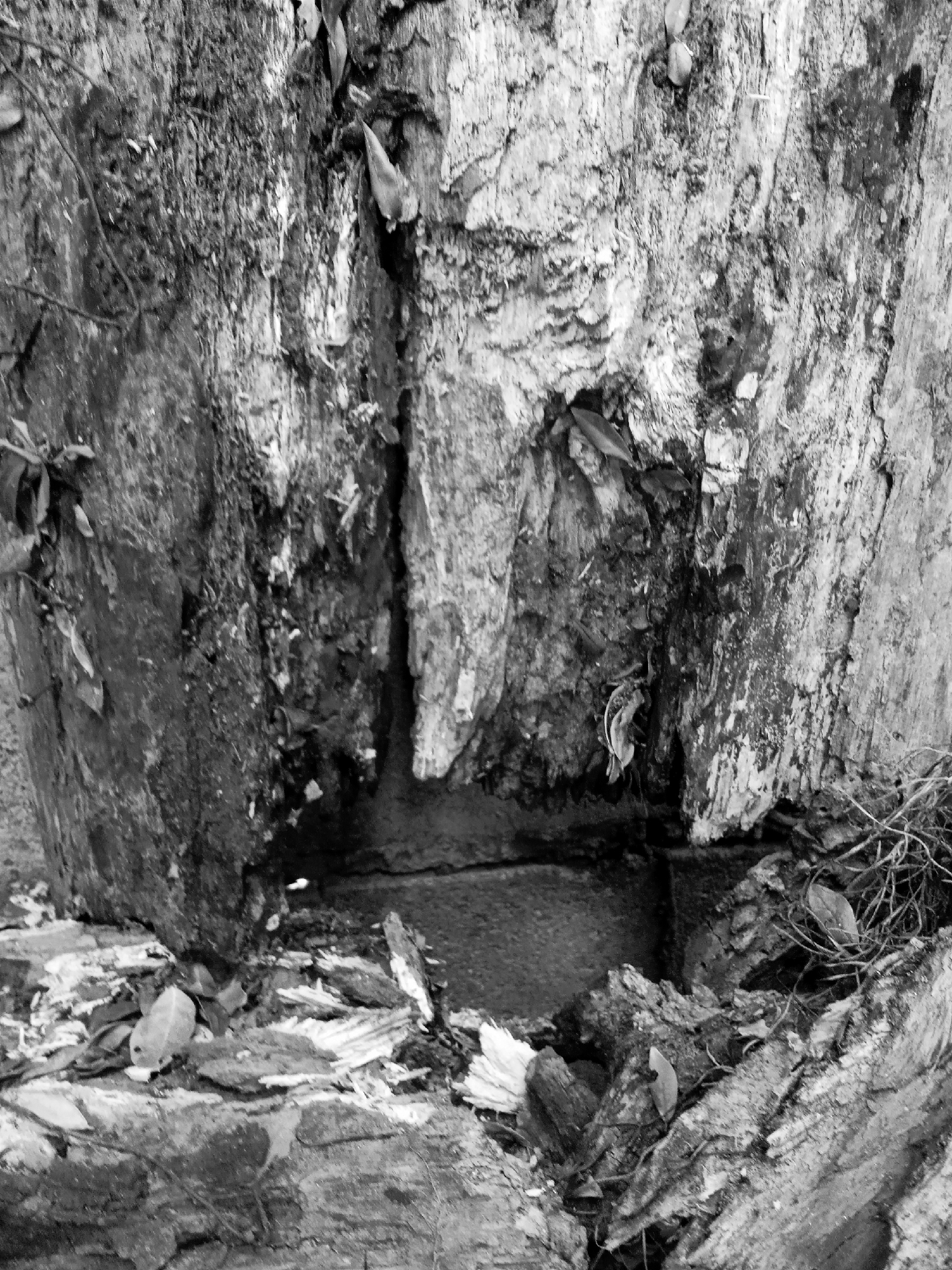 A black and white close-up image depicts the hollowed-out base of a tree in Montalbán, Venezuela. The interior of the tree trunk contains a pool of stagnant water. Debris, including fallen leaves and wood fragments, surrounds the opening. The rough texture of the tree bark is visible.