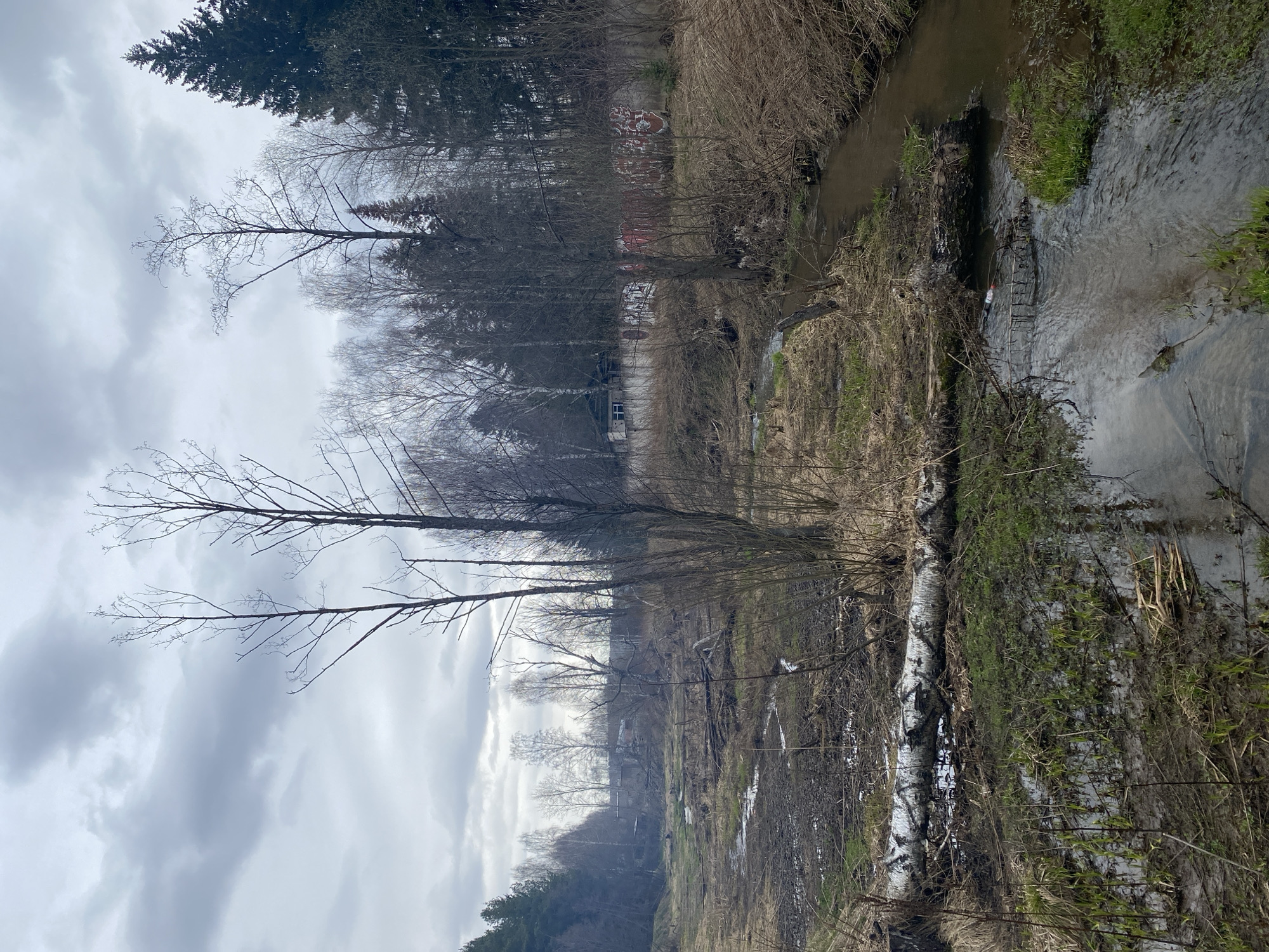 This media file captures a natural landscape scene in Chaikovsky, Russia, likely during late winter or early spring given the bare trees and muted colors. A narrow, muddy stream or small river flows from the right foreground into the mid-ground. Its banks are characterized by dry, yellowish grass, patches of green moss, and bare deciduous trees and shrubs.
A prominent fallen white-barked tree, possibly a birch, lies across the muddy bank in the foreground, partially submerged in water. Its bark bears some indistinct dark markings or scribbles. Within the stream, a partially submerged metal grate or ladder-like structure is visible, along with a white plastic bottle.
The background features a dense line of trees, including both bare deciduous species and dark evergreen conifers, particularly on the left side. Through the branches, a clearing reveals distant, low-rise buildings, one with a visible white window. Further back, a reddish structure or wall is partly obscured by trees, displaying indistinct red and white graffiti.
The sky is overcast with heavy grey clouds, indicating a cloudy daytime. The scene is devoid of human activity, conveying a quiet and somewhat stark natural environment. No clearly legible text or identifiable symbols are visible in the image.