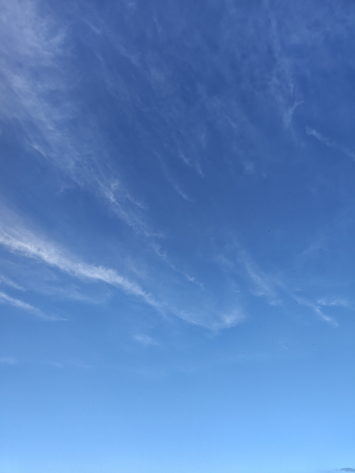 The image is a wide-angle, eye-level shot of a clear blue sky with wispy white cirrus clouds scattered across the upper portion. The lower part of the sky is almost entirely devoid of clouds, creating a gradient of color from the lighter blue near the bottom to a deeper blue towards the top. There are no visible people, subjects, objects, or actions. The scene appears to be an outdoor environment, likely taken during daylight hours. The image does not provide any specific visual cues that would allow for the identification of a location within the city of Gorki, Russia.