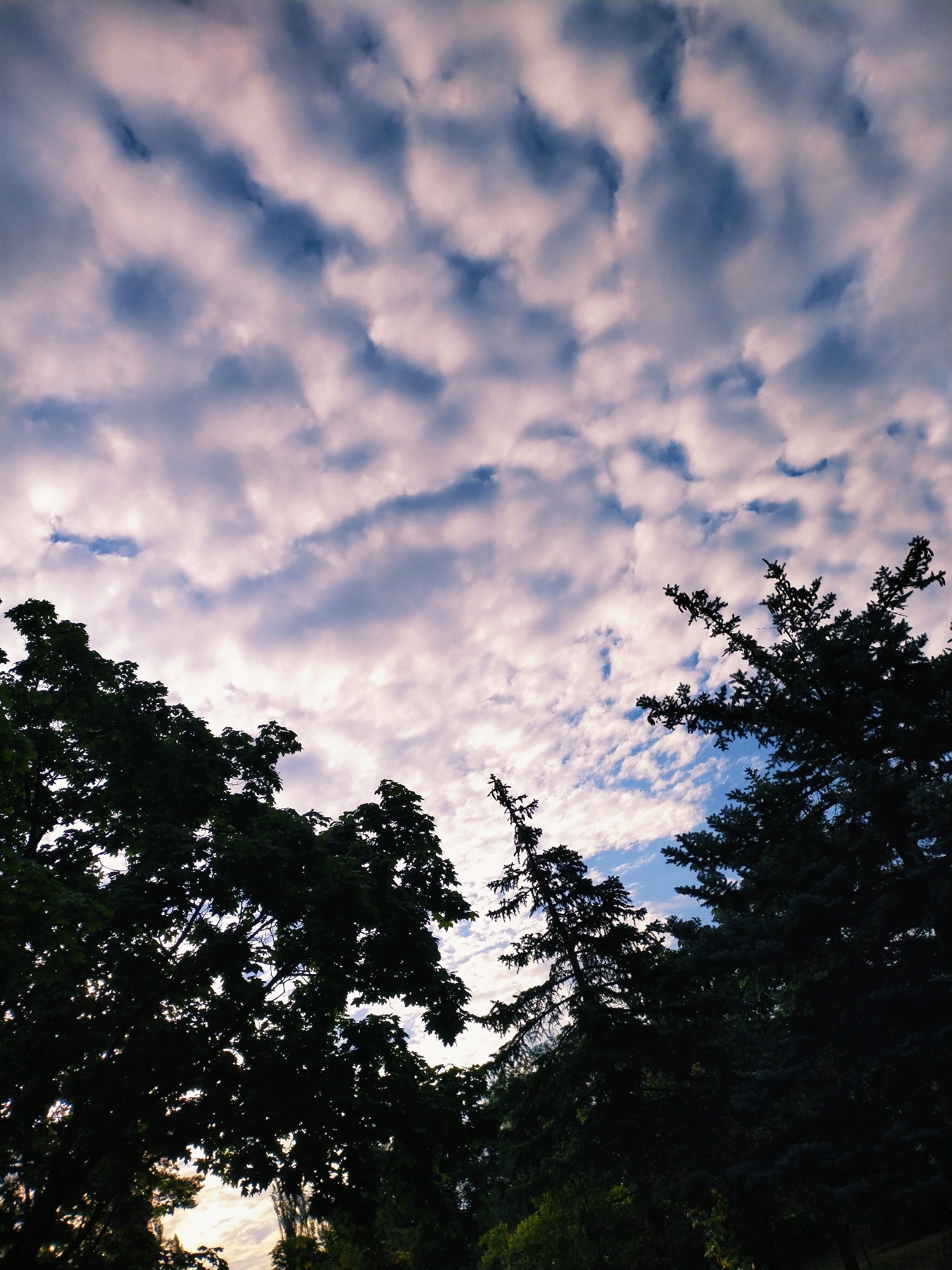 The image captures a sky filled with dramatic, textured clouds, ranging from soft pink and white to darker blues, suggesting either dawn or dusk. Silhouetted against this sky are the dark shapes of various trees. On the left, the dense foliage of deciduous trees with broad leaves is prominent, while on the right, the spiky branches of evergreen trees, likely fir or pine, are visible. The overall impression is one of natural beauty, with the sky serving as a dynamic backdrop to the solid forms of the trees. The scene appears to be in a park or a natural setting within or on the outskirts of Horishni Plavni, Ukraine, given the context provided. There are no people or any discernible human activity present in the frame.