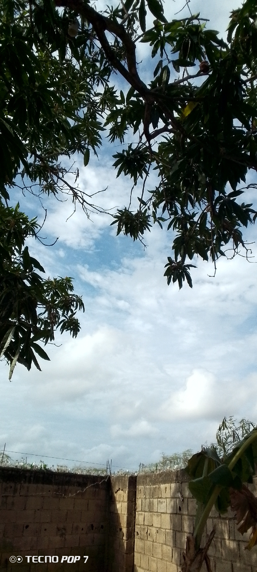 The image, taken with a Tecno Pop 7 phone, shows a scene from Altagracia, Venezuela. In the foreground is a brick wall topped with broken glass bottles as a security measure. In the middle ground, a few small trees and vegetation are visible, slightly obscured by the wall. The background displays a partly cloudy sky. Branches and leaves from a large tree frame the upper portion of the image, creating a natural border.