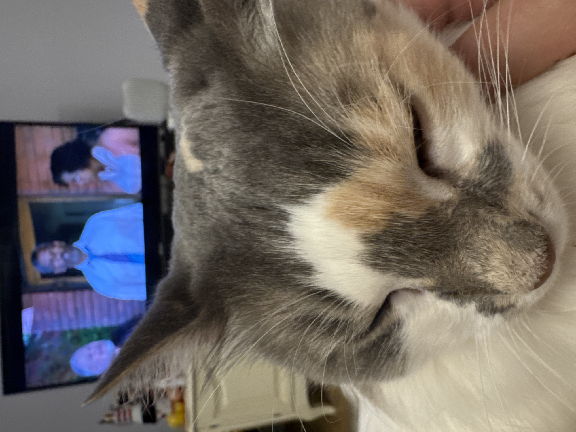In Yeysk, Russia, a calico cat rests with its eyes closed, its face filling the foreground. Behind the cat, a television displays a scene with three individuals. On the left, a person with a beard and glasses is visible. In the center, a man in a blue shirt and tie is looking towards the camera. To the right, a woman wearing a pink top is also looking away from the screen. The television is situated on a surface that appears to be a dresser or table.