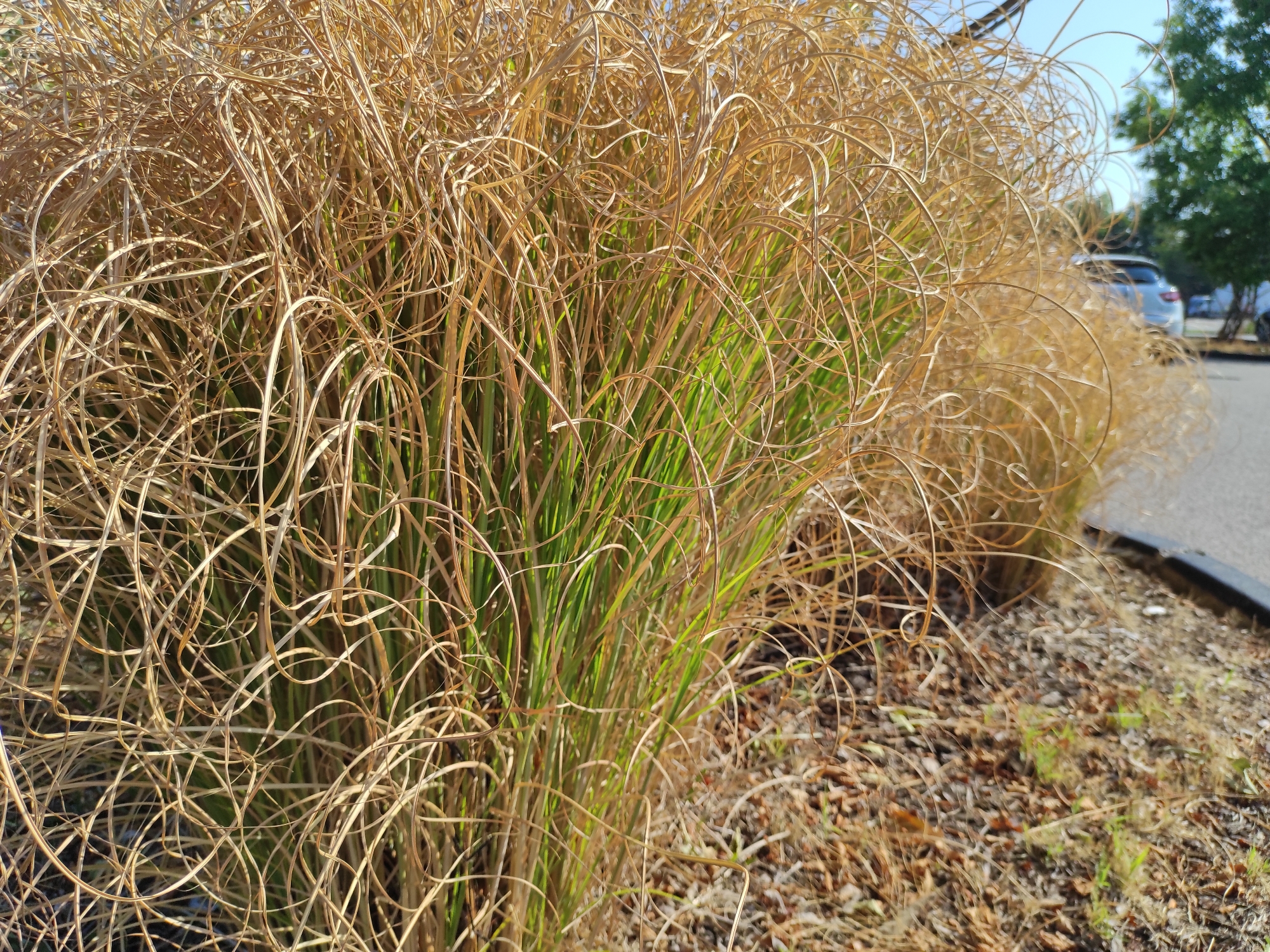 In Villefontaine, France, a close-up view captures a cluster of dried, golden-brown ornamental grass with its fine, curly blades dominating the foreground. Some green grass stalks are visible underneath the dried blades. The background is slightly blurred, showing a paved asphalt road with a black curb on the right. Beyond the road, a light-colored car is parked near a tree with green foliage. The ground around the grass is covered with mulch, fallen leaves, and some scattered green grass. The sky above is clear and blue.