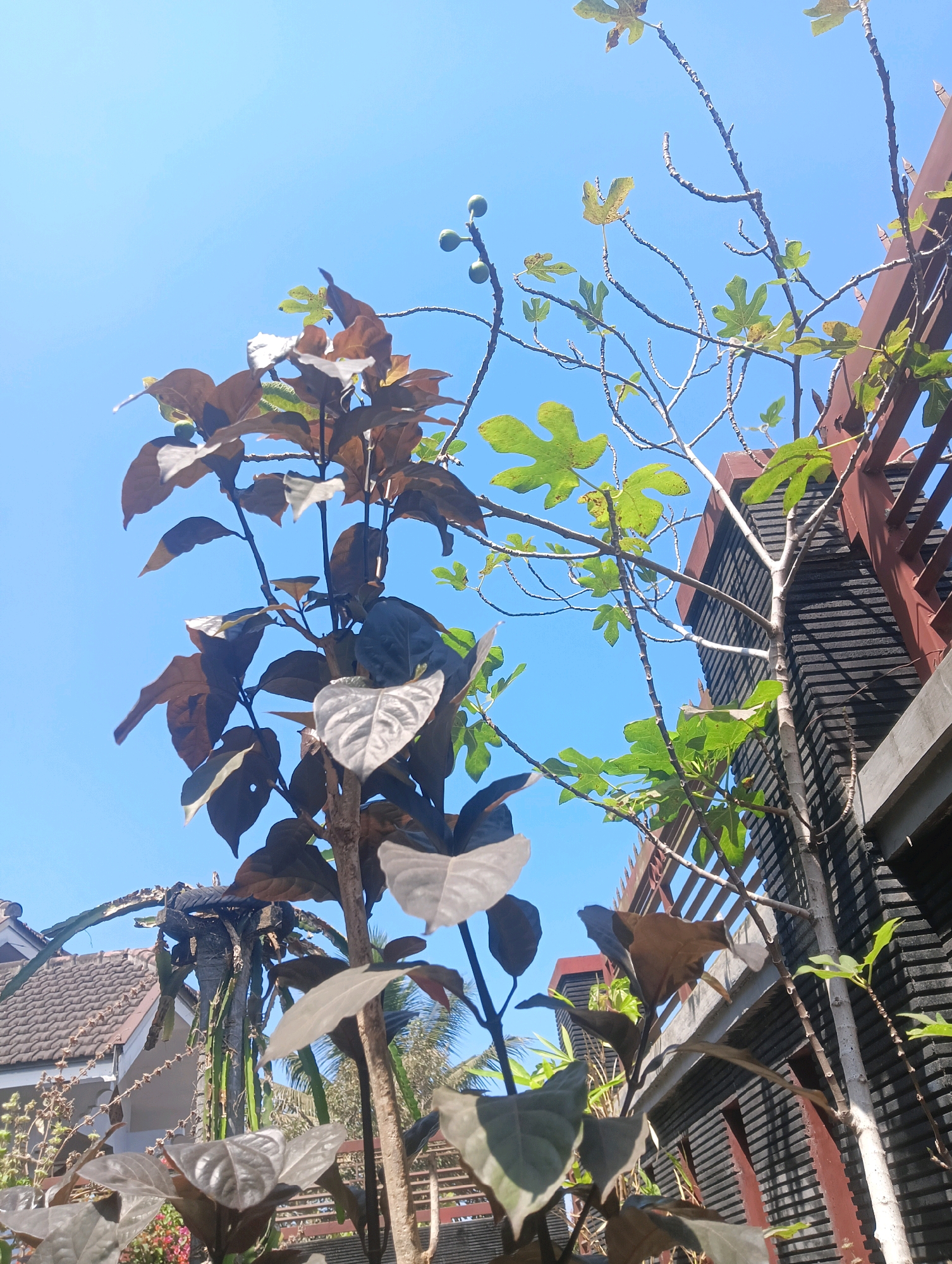 This is a low-angle, close-up shot of plants against a clear blue sky. In the foreground, a dark-leafed plant with some wilting brown leaves is prominent. To the right, a lighter green plant with broad, lobed leaves, identified as a fig tree with developing figs, reaches upwards. The background shows architectural elements including a dark grey, textured wall and a brown railing. To the left, a tiled roof of a house and more vegetation are visible. The lighting suggests it is daytime with direct sunlight, casting shadows and highlighting the textures of the leaves and the wall. The scene is set in the outdoor environment of Kromengan, Indonesia.