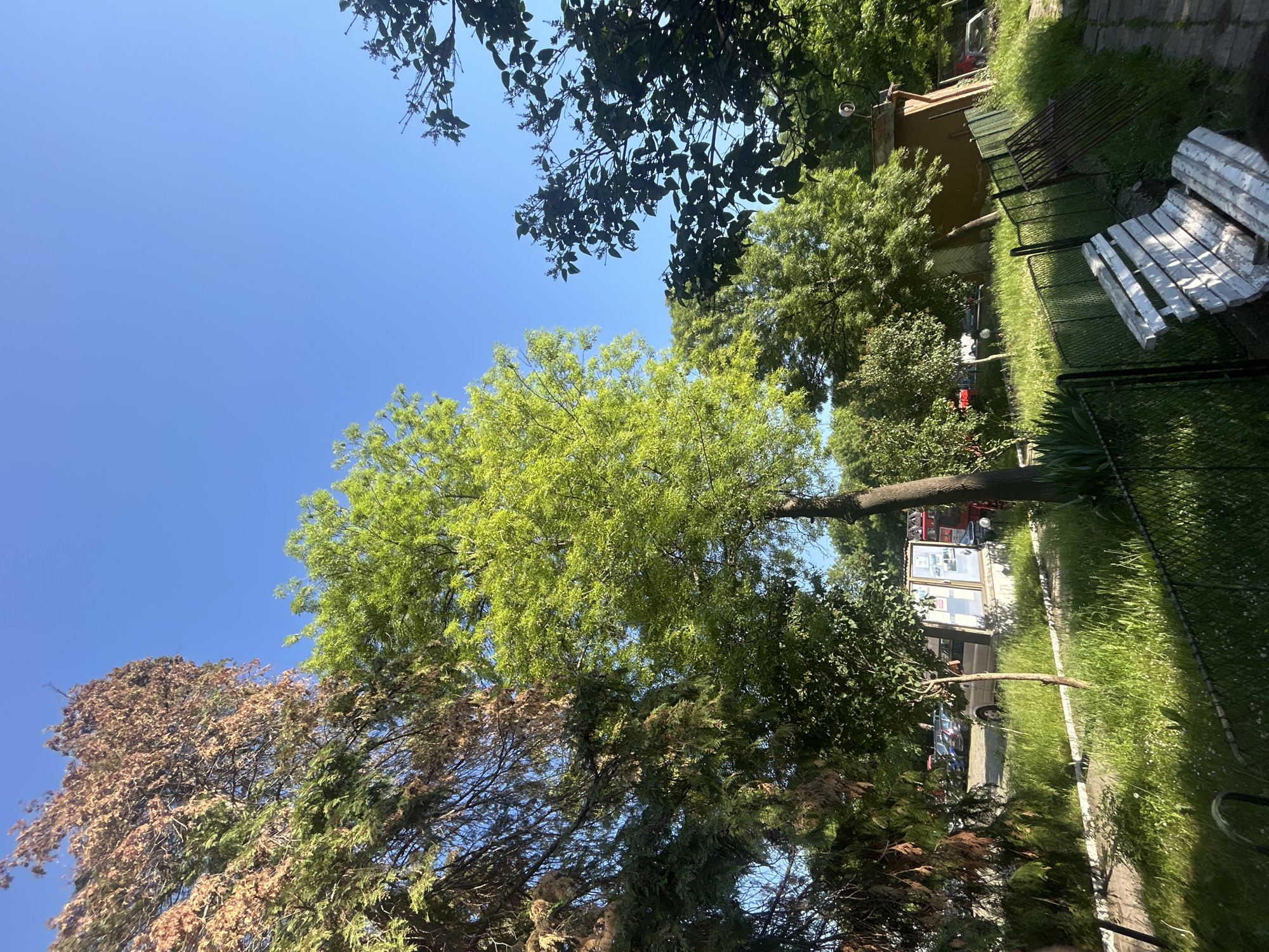 The image depicts an outdoor scene in an area with trees, grass, and some structures. The sky is blue and mostly clear. Several trees are visible, with varying shades of green leaves, and one tree appears to have brown or dead foliage. There is a building or structure visible in the background, along with what appears to be a fence and benches. The location within the city of Unknown, Unknown is not discernible from the image.