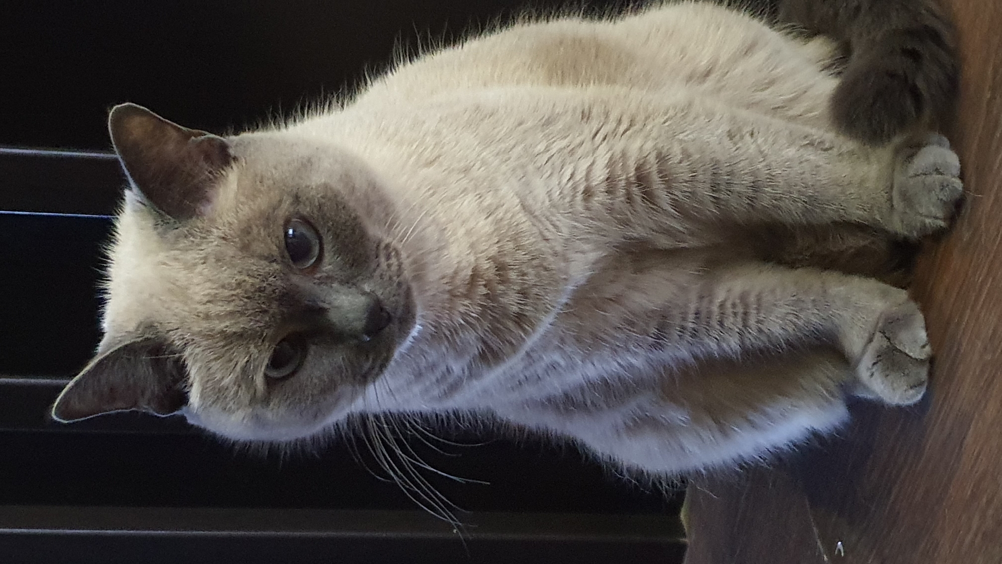 A light gray Siamese cat sits on a dark wooden floor. The cat's fur is light gray with darker points on its face and ears, and its eyes are light blue. The cat is looking downwards and to the left, with its front paws tucked beneath its chest. The background is dark and appears to be a wall with vertical slats. The scene is indoors and the lighting is dim. There is no indication of the location in the city of Krasnoyarsk, Russia.