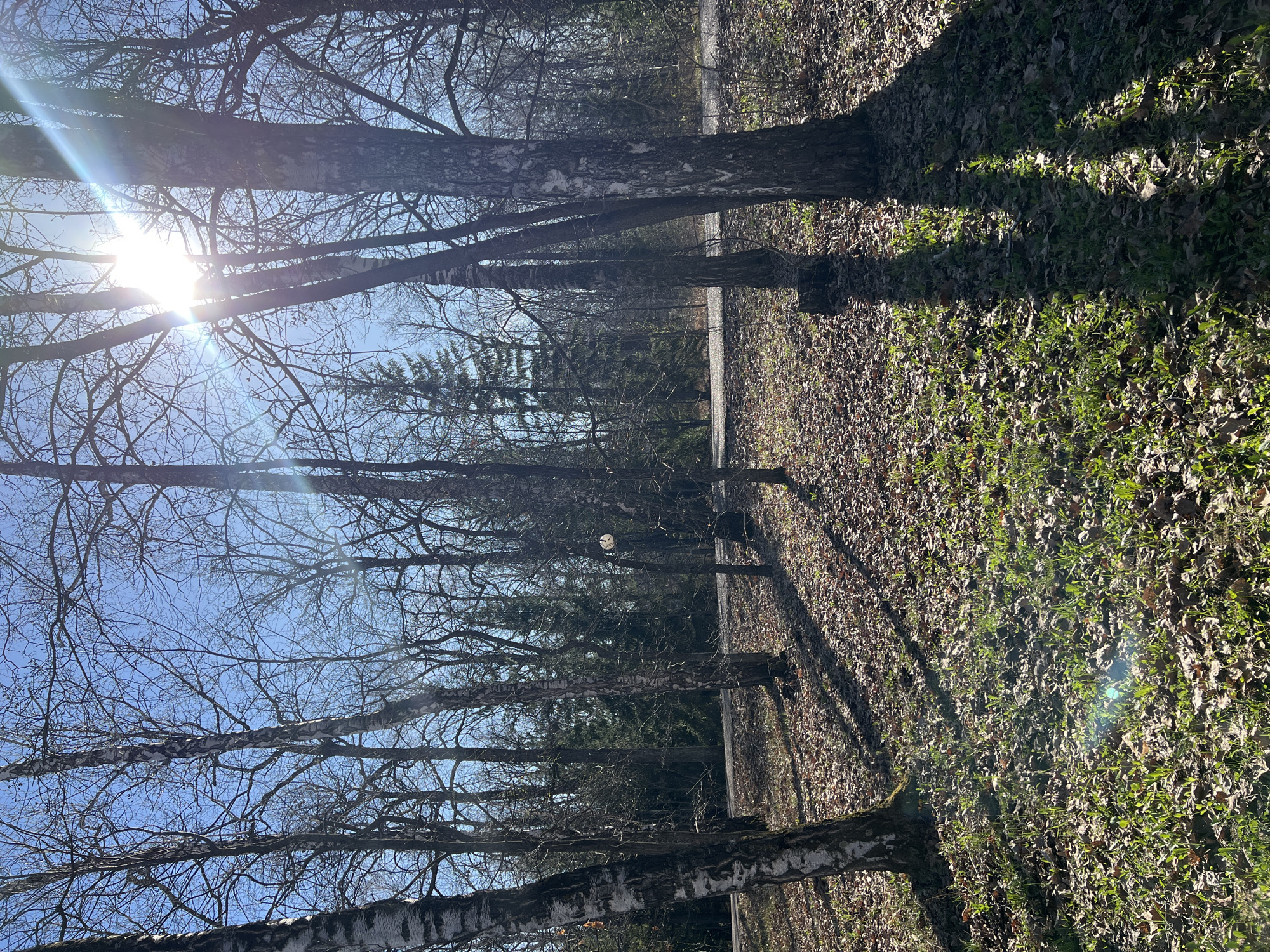 The image captures a sunlit, tranquil outdoor scene, likely a forest path or park in Sanatoriya Yumatovo Imeni 15-Letiya Bassr, Russia. The setting is dominated by numerous tall, slender trees, many appearing to be birches due to their distinctive white and dark bark. These deciduous trees are bare of leaves, their intricate branches forming a complex silhouette against a clear, bright blue sky.
The sun is prominently visible on the left side of the frame, casting a strong lens flare and illuminating the scene. This low sun angle creates long, distinct shadows from the trees that stretch across the ground, indicating either early morning or late afternoon. The ground beneath the trees is a mix of dried, fallen brown leaves and patches of vibrant green grass, suggesting a transitional period like late winter or early spring. In the middle distance, a path or road is visible, flanked by more trees, including some evergreen foliage that provides a darker contrast to the bare branches. A small, white spherical object, possibly a distant lamp or decorative element, can be seen among the trees in the mid-ground.
No people or specific activities are visible, emphasizing the natural, peaceful ambiance of the location. There is no visible text in the image.