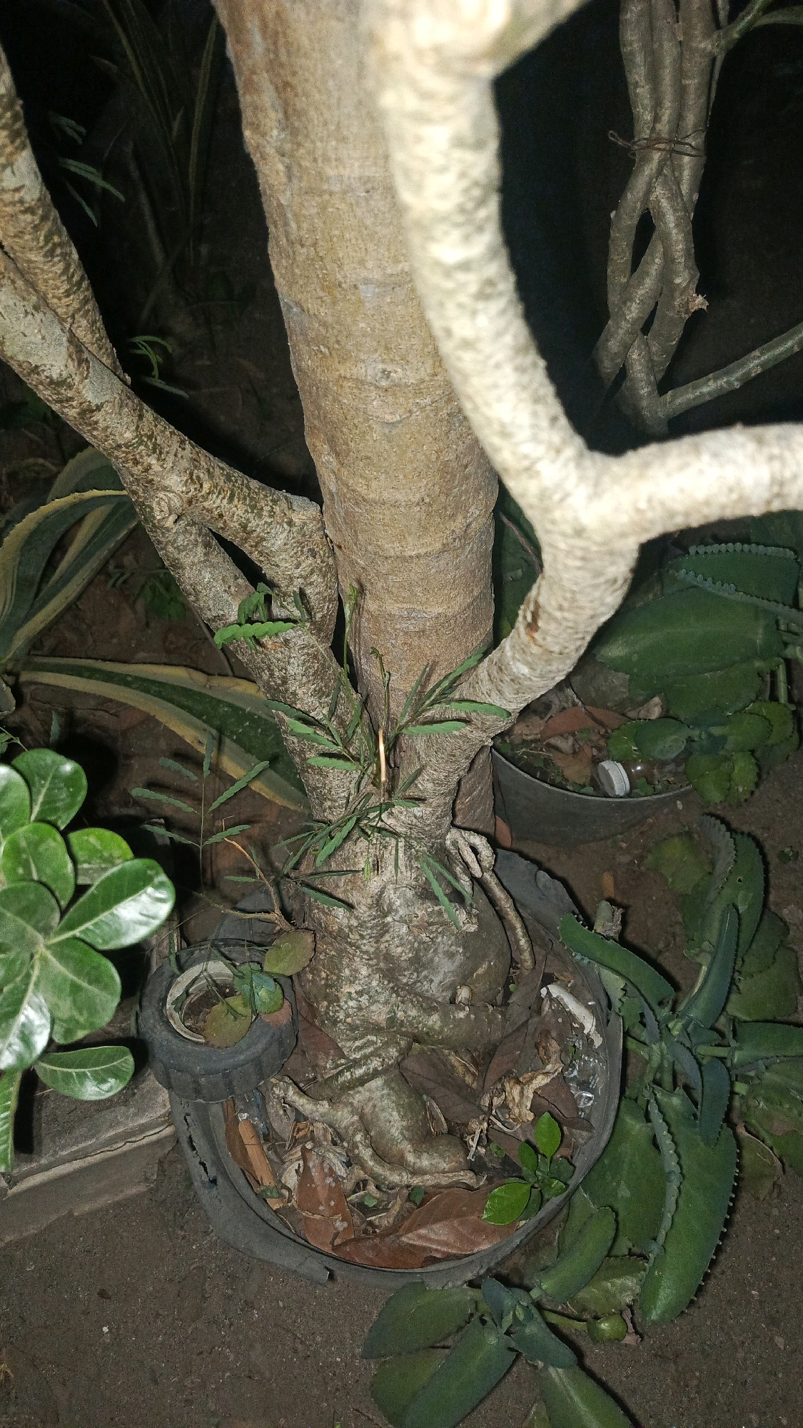 In a dark, outdoor environment, likely a yard or garden in Semanding, Indonesia, the image focuses on the base and lower trunk of a tree. The tree has a thick, textured, light brown trunk, with several branches extending upwards and to the sides. One prominent branch, white and smooth, curves from the right towards the center. Smaller, thinner branches also emerge from the main trunk, some with delicate green leaves. The tree is planted in a black, weathered pot. The soil in the pot is covered with dry brown leaves and some exposed, gnarled roots. To the left of the main trunk, a small, dark object resembling a piece of a tire is visible within the pot. To the right and behind the tree, other plants with broad, serrated green leaves are growing. The ground around the pot appears to be dark soil or dirt. The lighting is low, suggesting it is nighttime or a heavily shaded area.