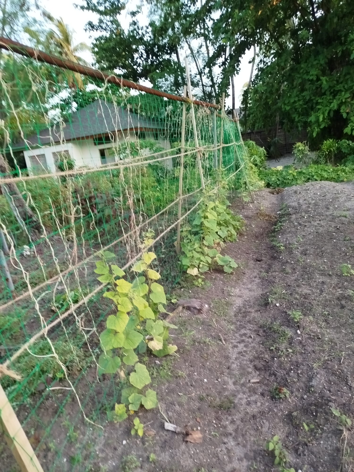 The image depicts an outdoor scene in Kendhoo, Maldives, showing a garden with a trellised area for climbing plants. Green netting is stretched across wooden poles to support the plants, which appear to be young cucumber vines based on their leaf structure. The ground is a mix of soil and sparse vegetation. In the background, a white building with a dark roof is visible, partially obscured by trees and foliage. The environment suggests a tropical climate, with lush greenery and palm trees evident. There are no people or animals visible in the image.