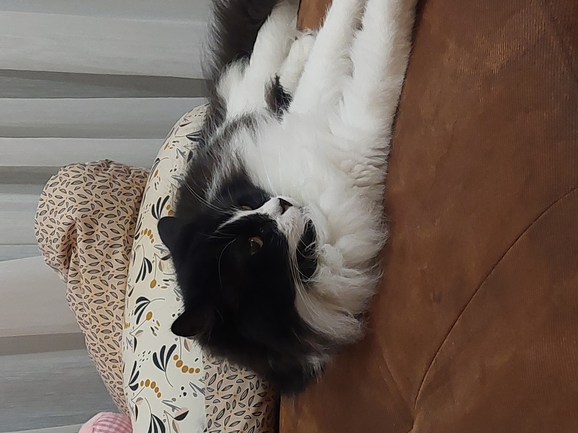 A medium-shot depicts a black and white cat lying upside-down on a floral patterned pillow, attached to a brown couch. The cat is looking at the camera with golden eyes. The image contains no indication of location in Plovdiv, Bulgaria. There are no people in the shot. The cat is passively resting.