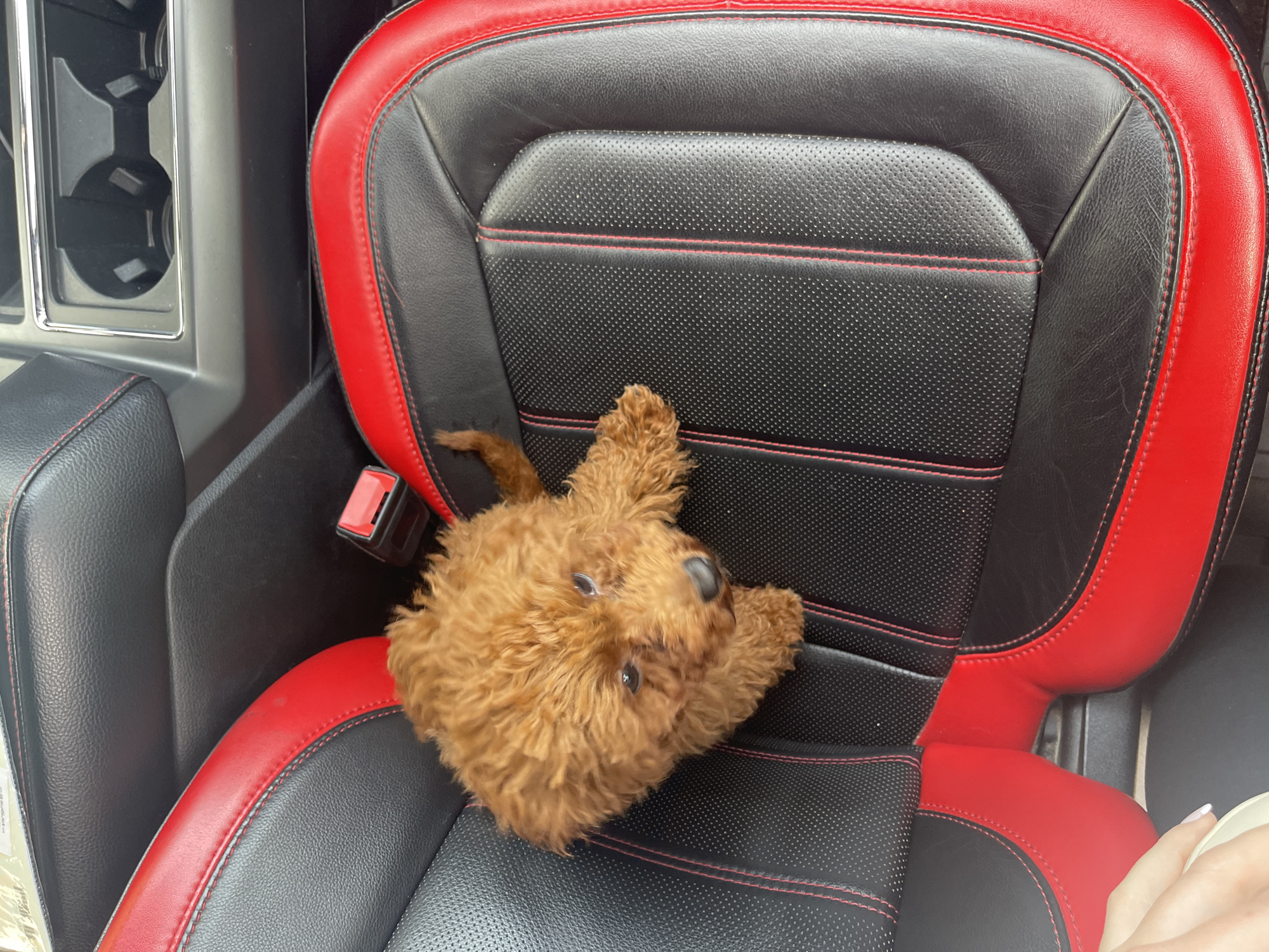 A medium-sized brown dog is sitting in the front seat of a car. The seat is black leather with red trim and stitching. The dog is facing the camera. There are cup holders to the left of the seat. The location in Sofia, Bulgaria cannot be determined from the image.